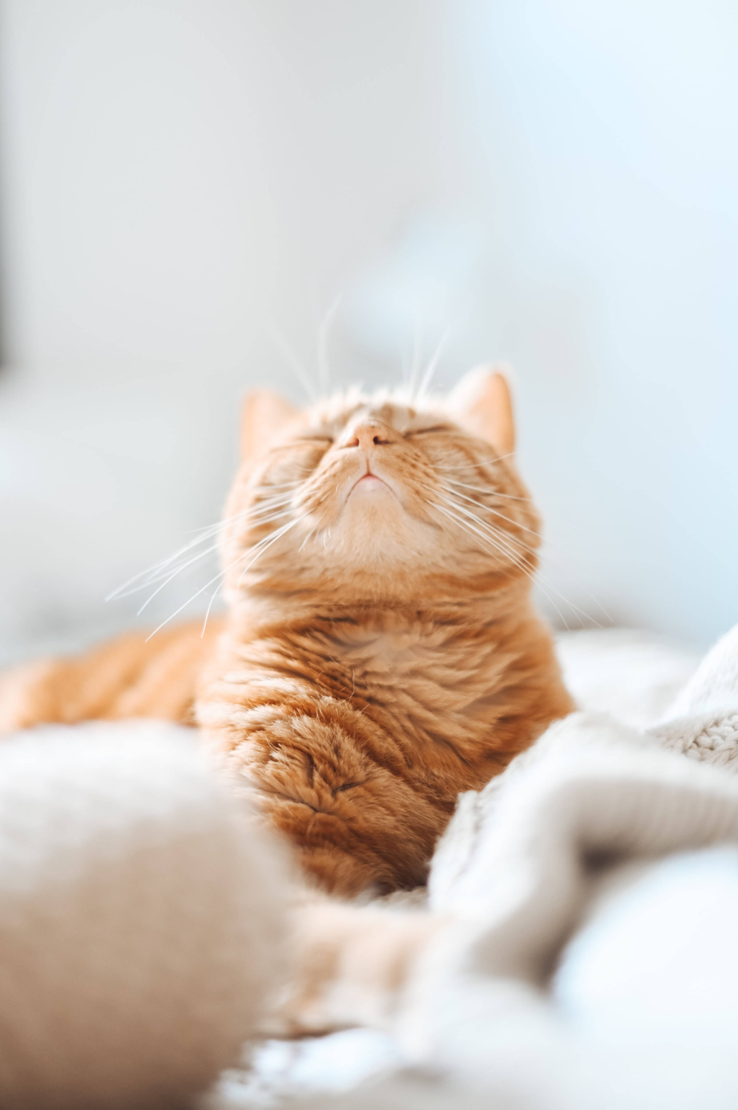 Æstetisk orange tabby katteprofilbillede Wallpapers
