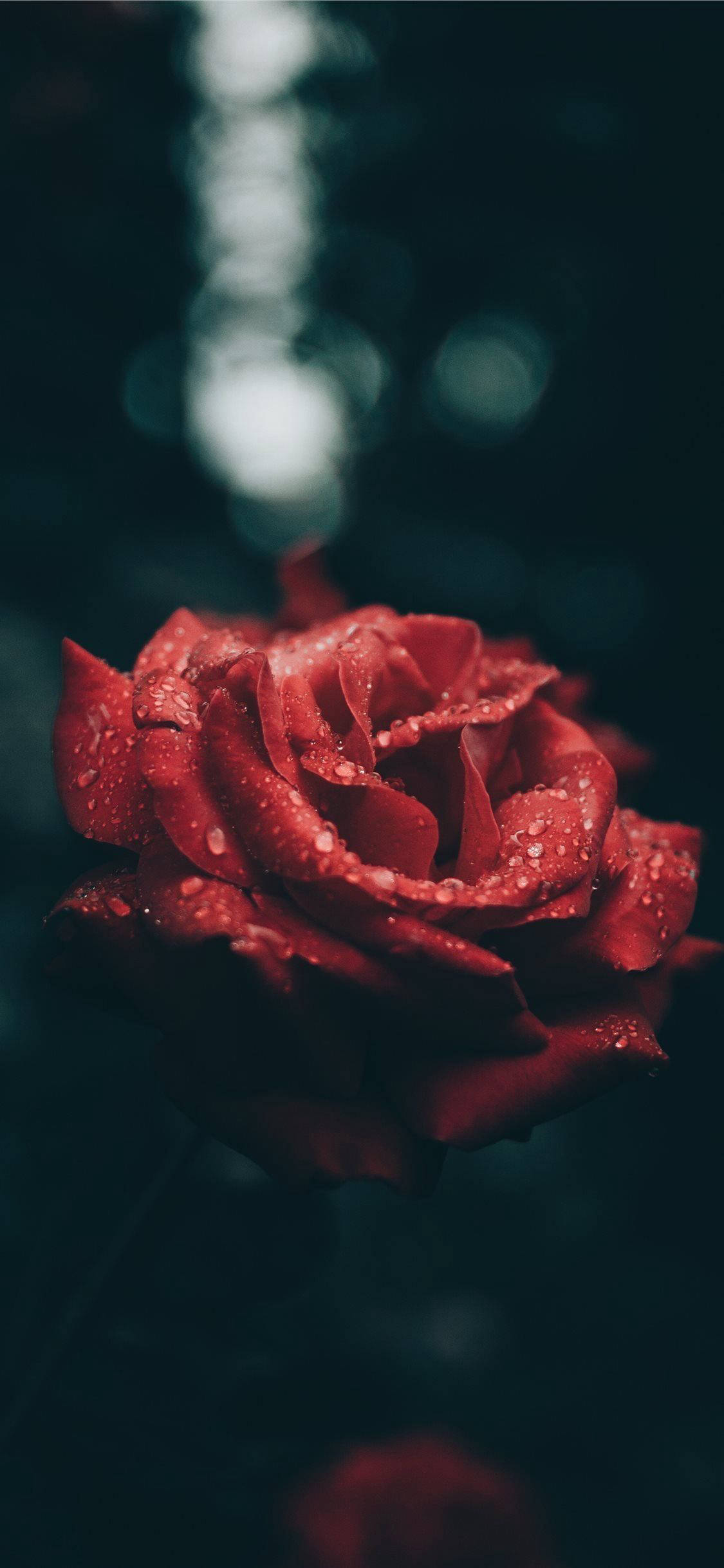 Æstetisk rød rose til iPhone Wallpapers