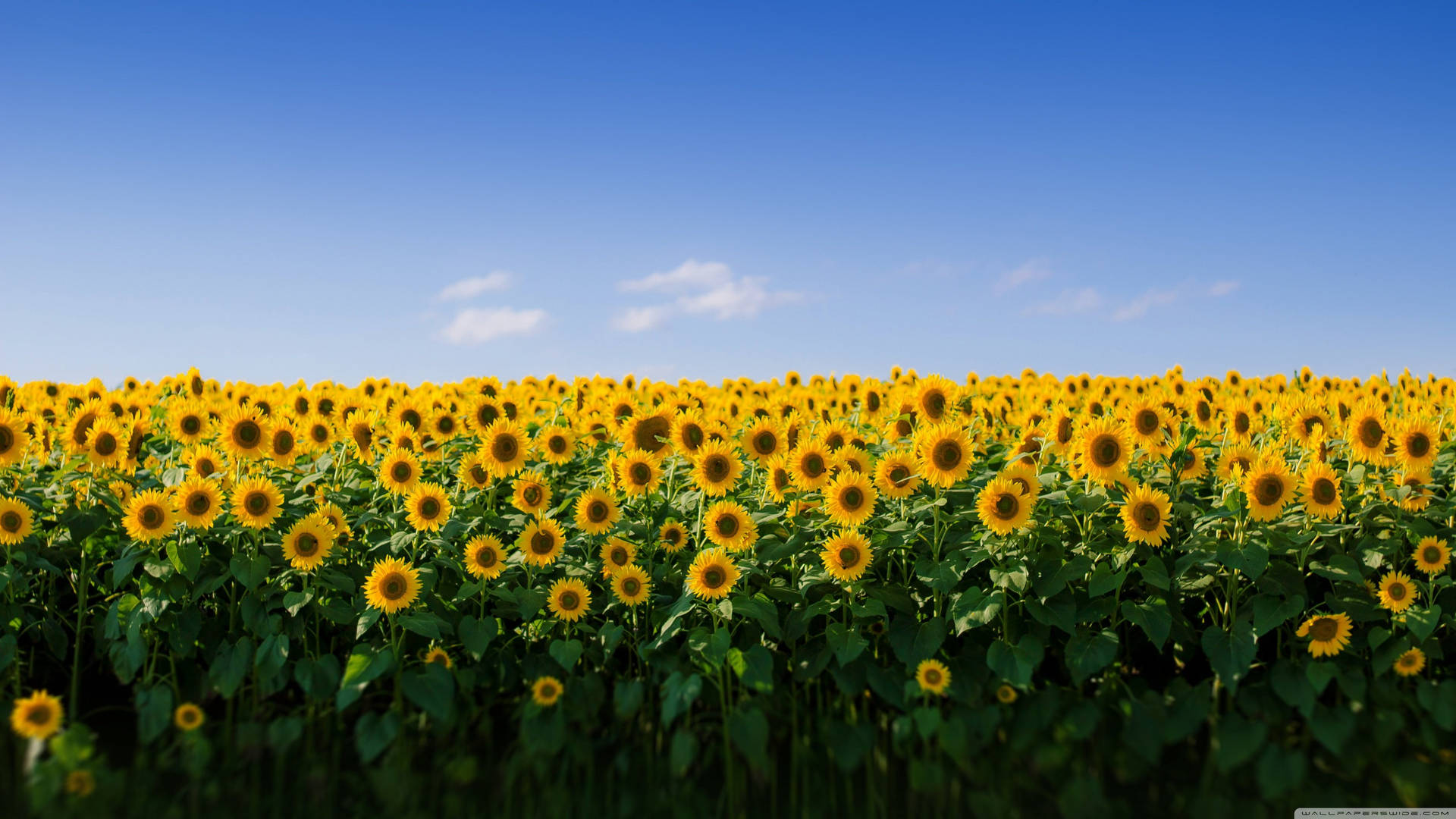 Æstetisk solsikkemark til MacBook — Æstetisk macbook Wallpapers