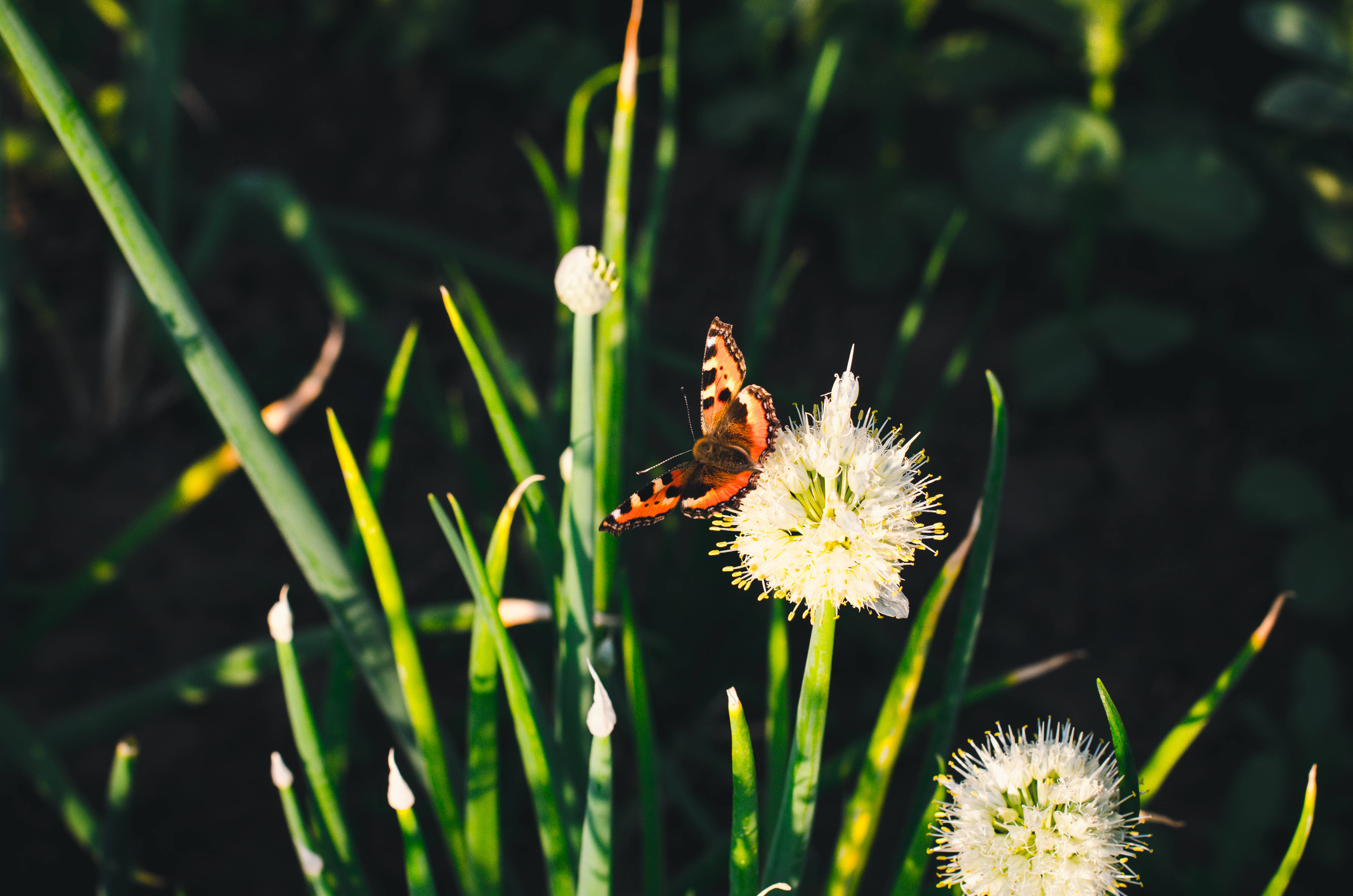 Æstetisk sommerfugl på mælkebøtte Wallpapers