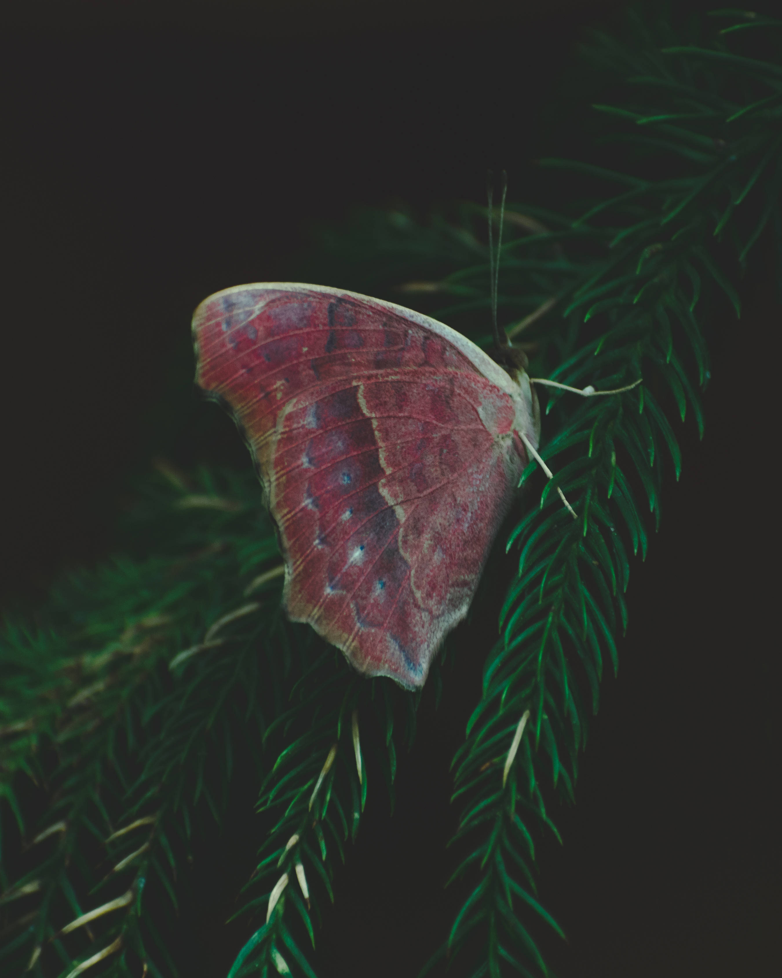 Æstetisk sommerfugl på fyrretræ Wallpapers