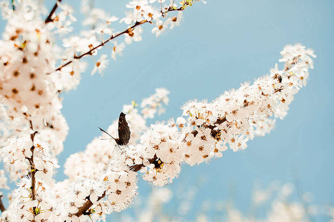 Æstetisk sommerfugl på et træ Wallpapers