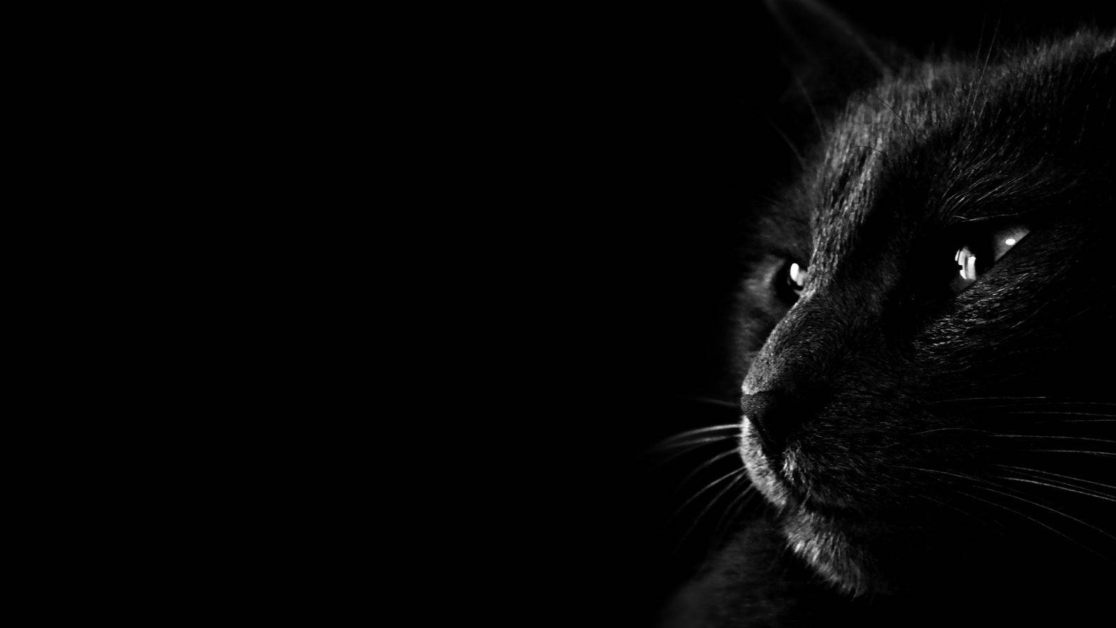 Æstetisk sort kat Wallpapers