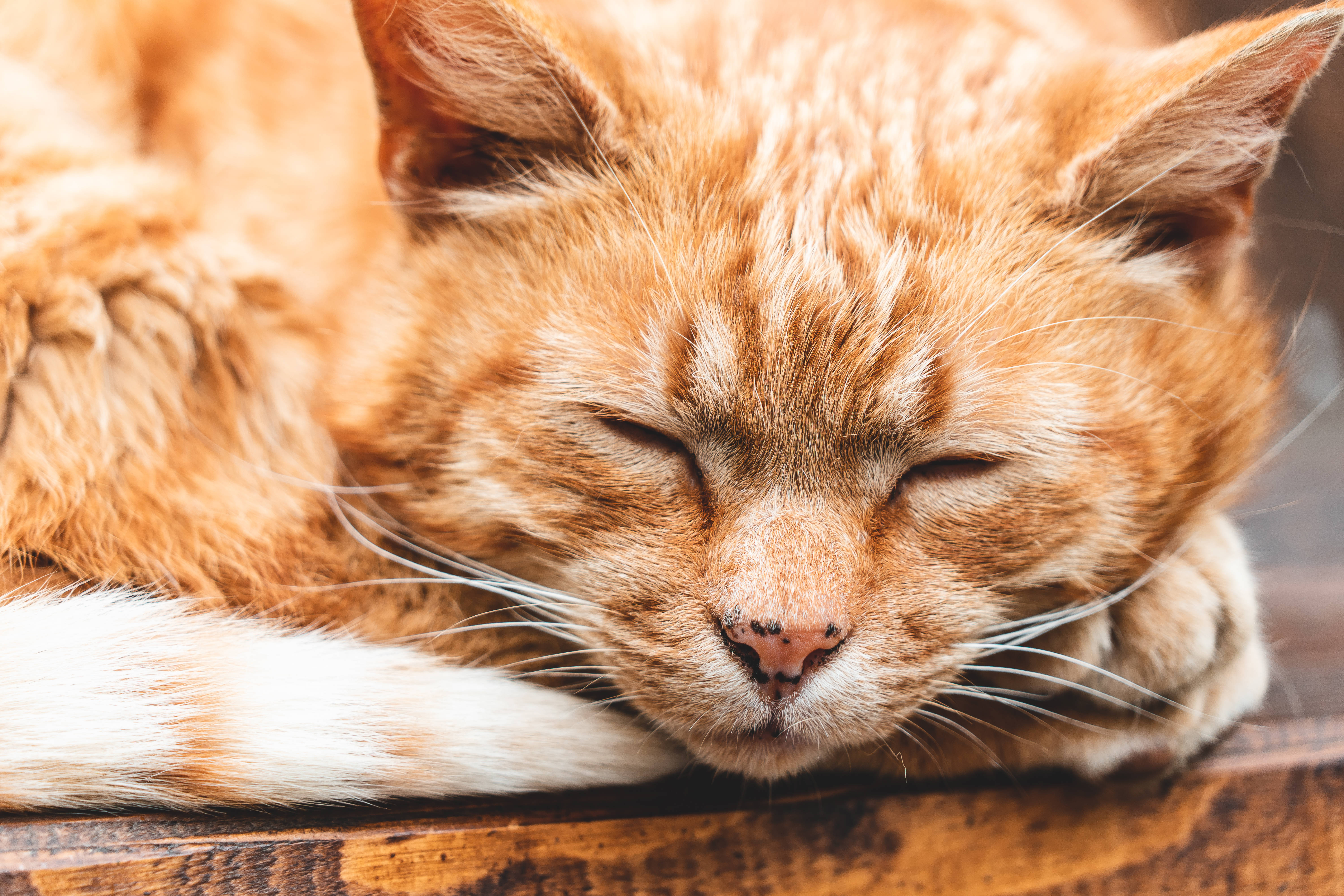Æstetisk sovende kat Wallpapers