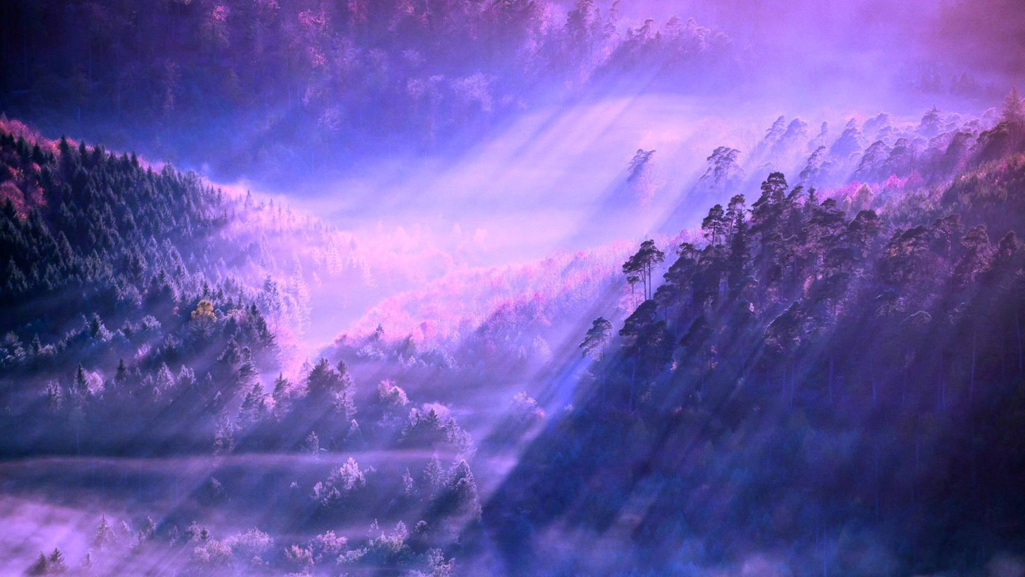 Æstetisk tåget skov til skrivebordet Wallpapers