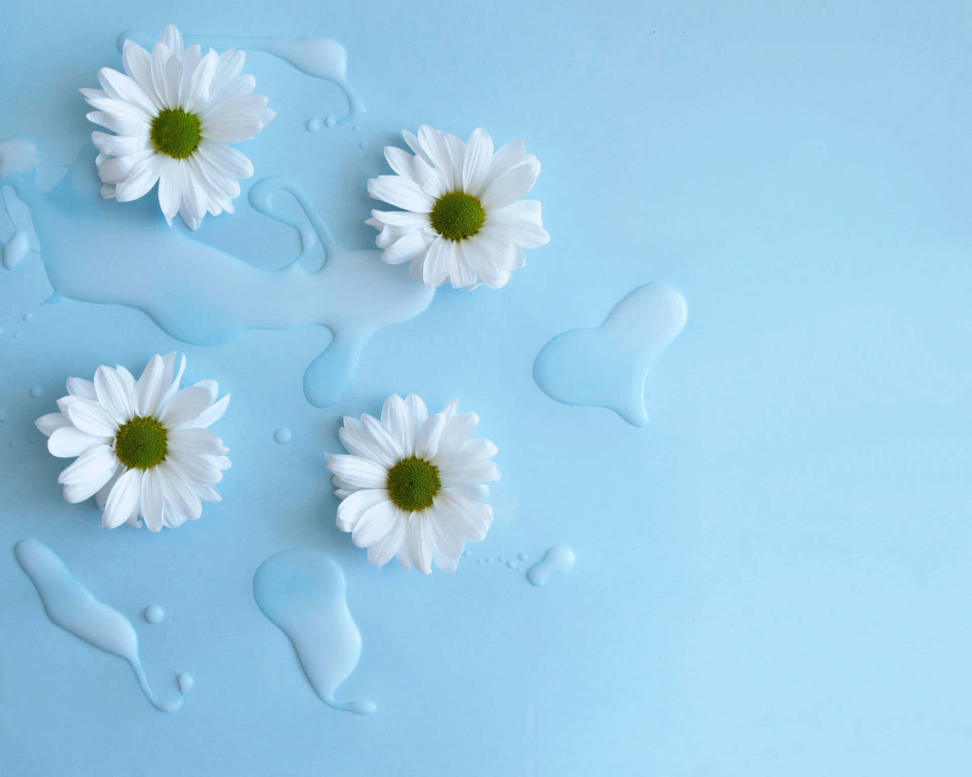 Æstetiske blå-hvide blomsterbilleder Wallpapers