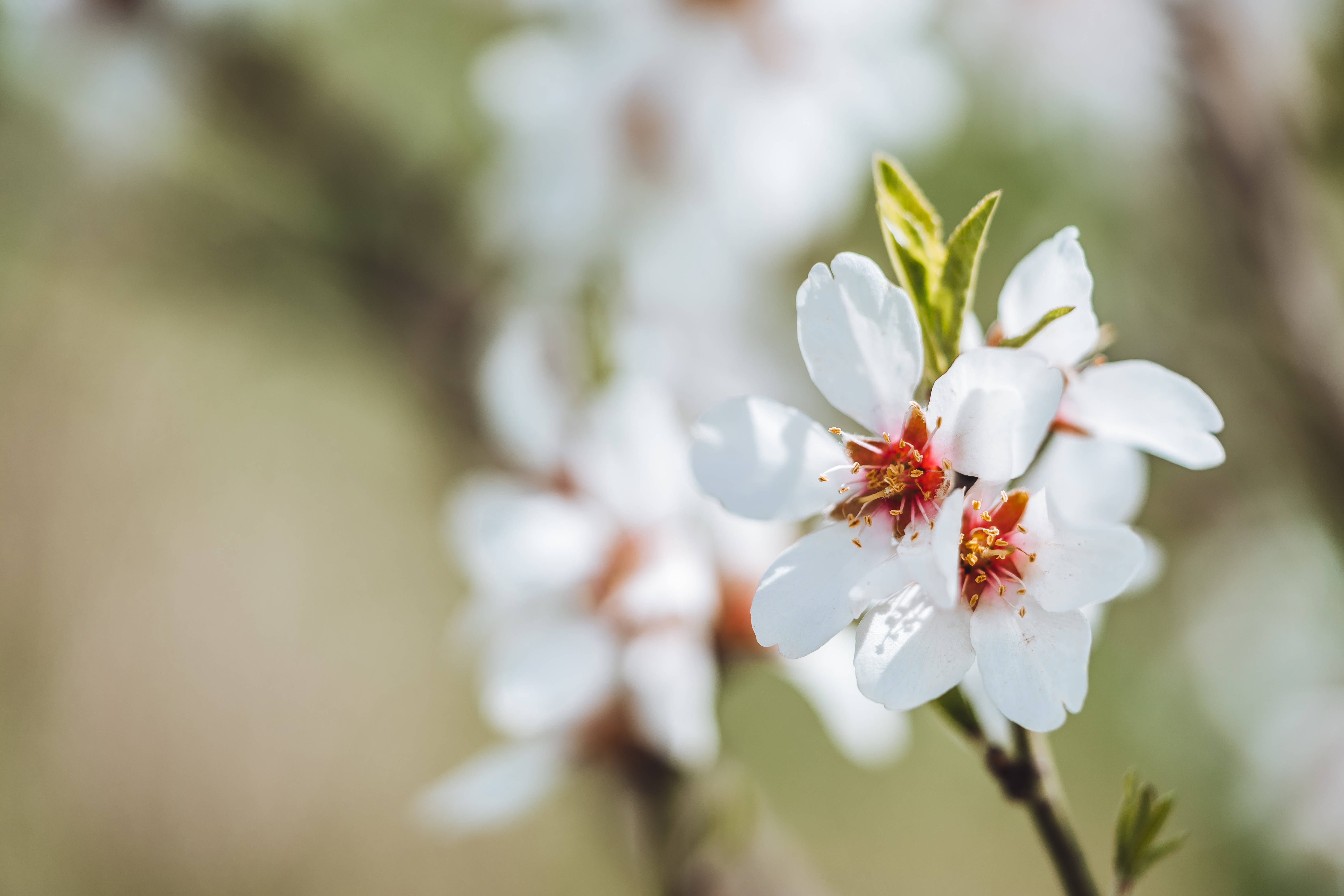 Æstetiske blomster mandelblomster Wallpapers