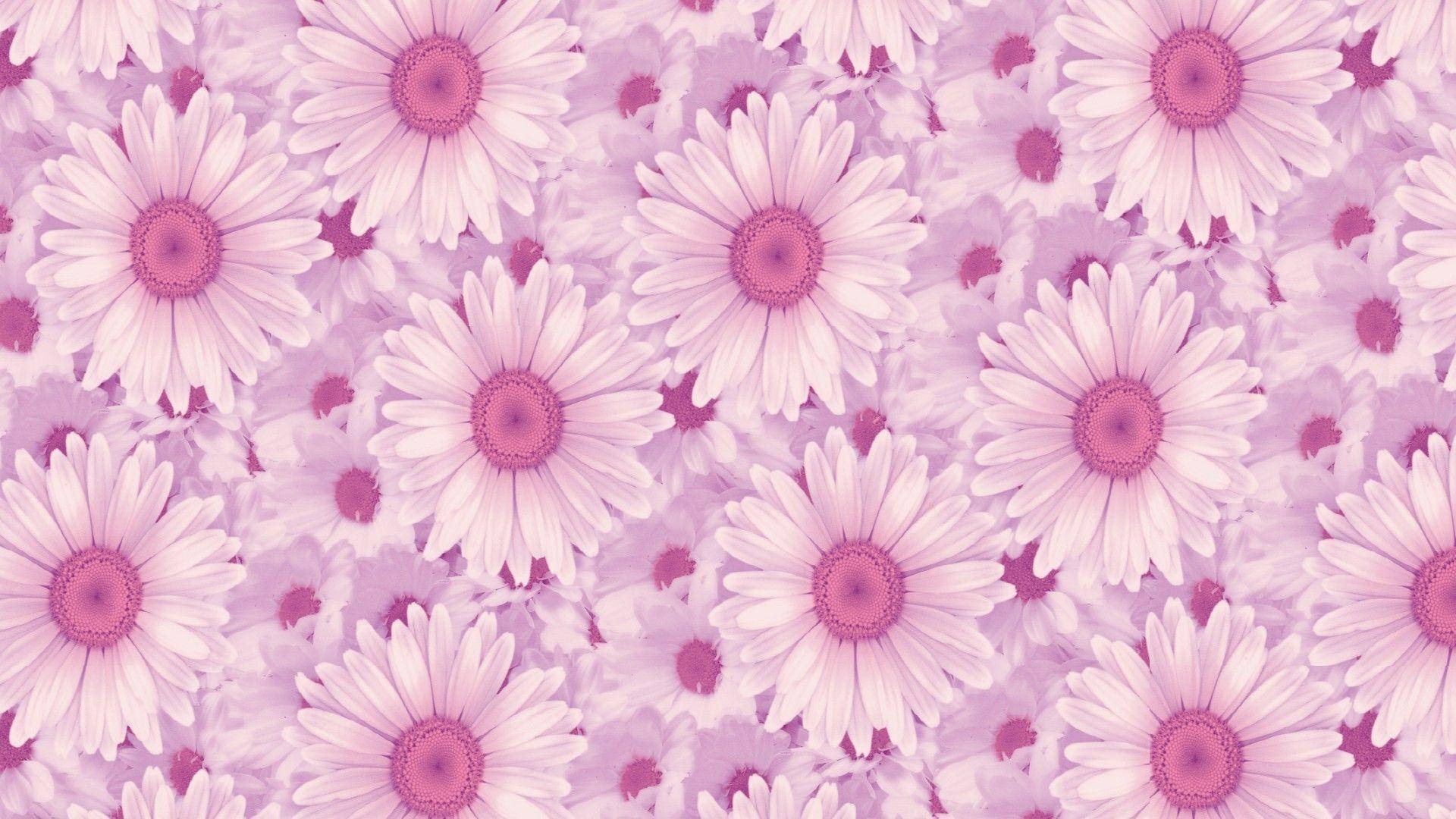 Æstetiske tusindfryd bærbar Wallpapers