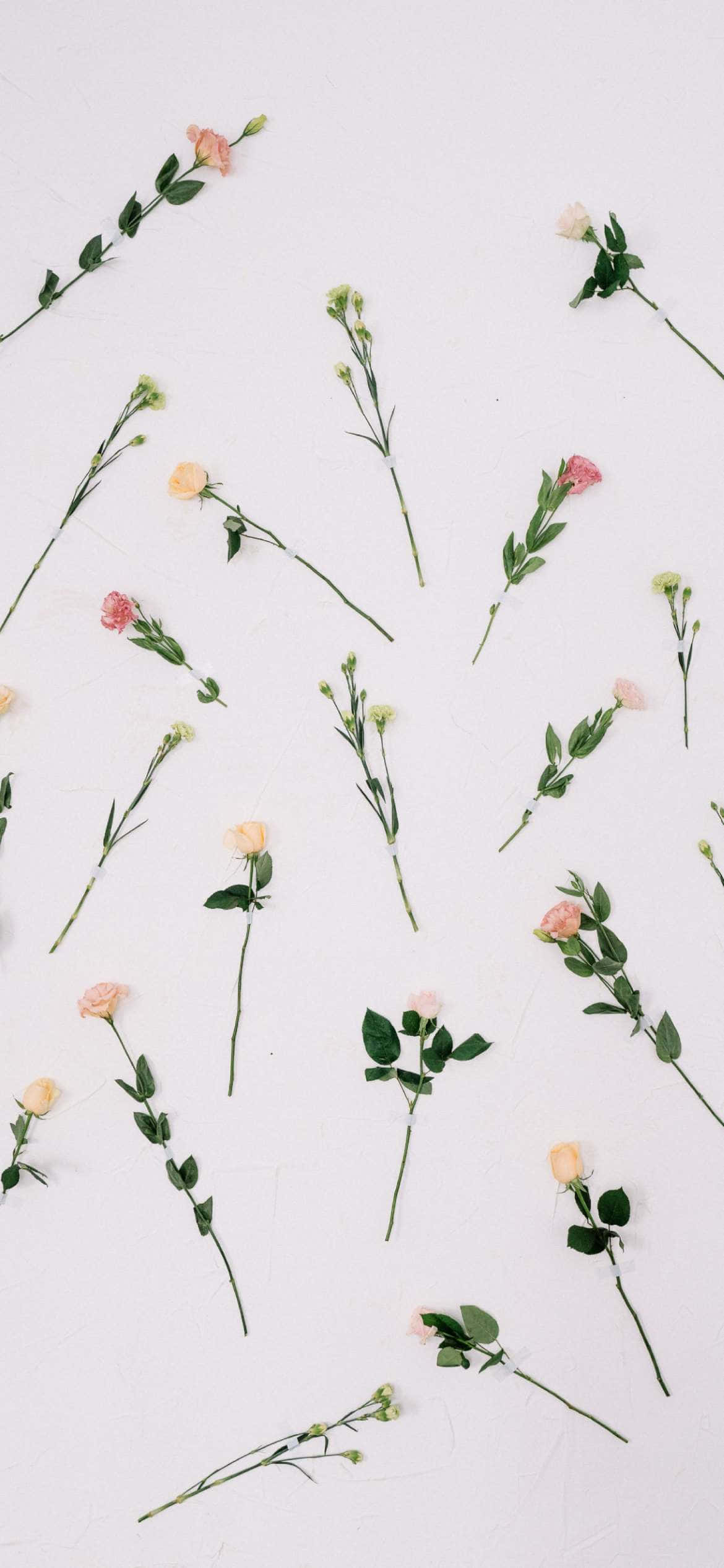 Æstetisk Valentinsdag dejlige roser Wallpapers