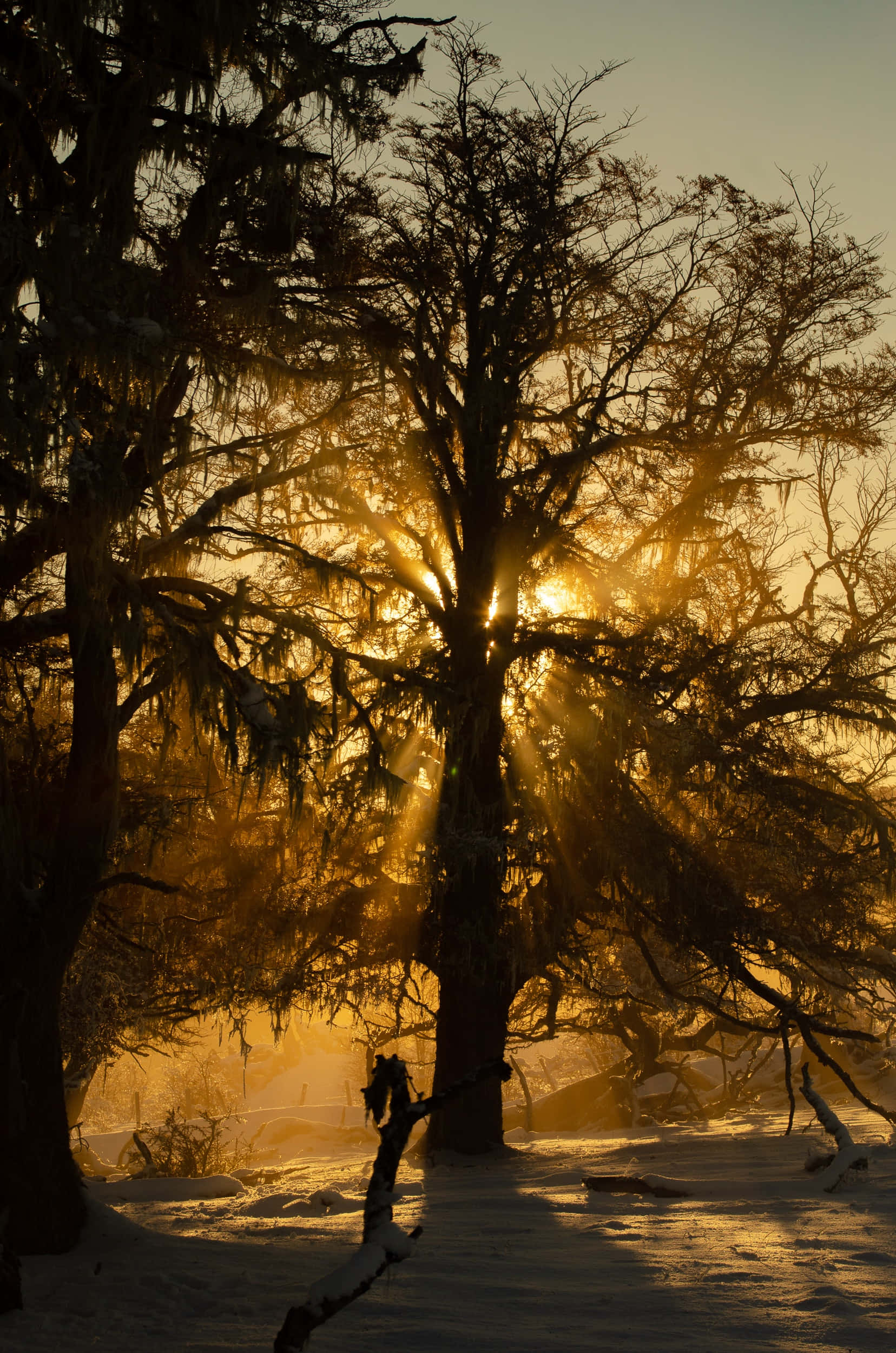 Aesthetic Sunset Tree Branch Picture Wallpapers