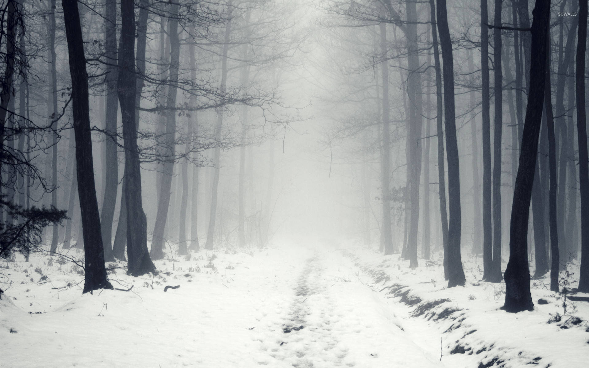Æterisk rejse gennem den tågede skov Wallpapers
