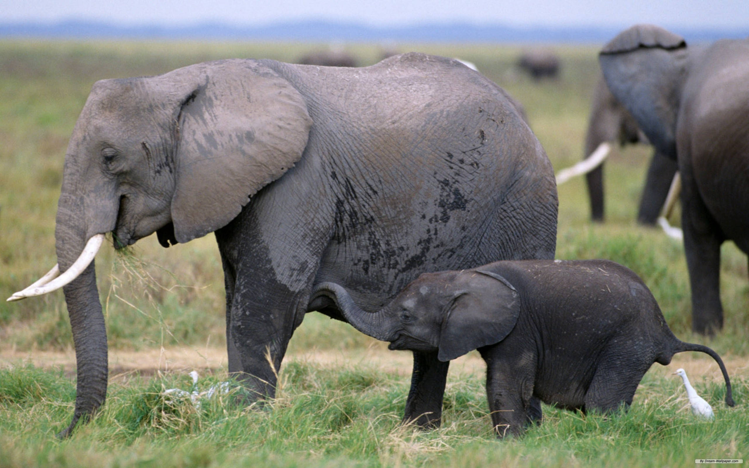 Afrikansk moder-elefant med sin kalv Wallpapers