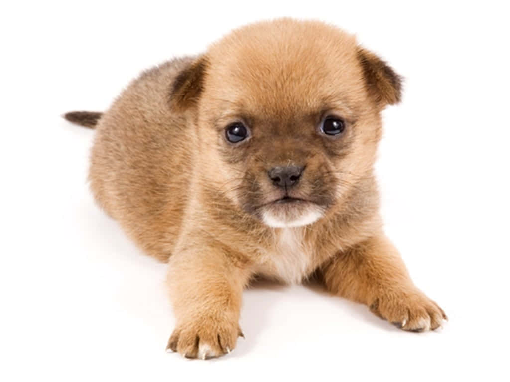Åh, se den nuttede lille fluffy hvalp! Wallpapers
