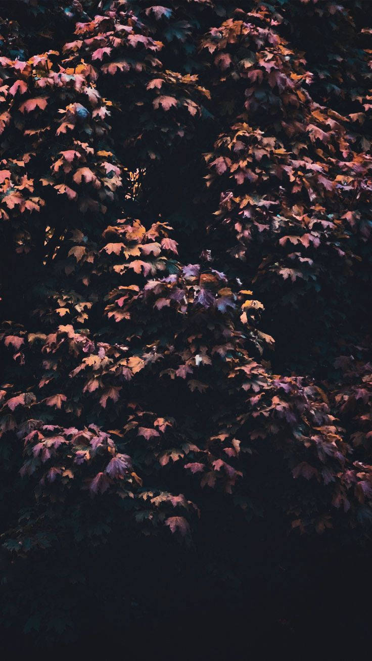 Ahorn Træ Æstetik iPhone 11 Wallpapers