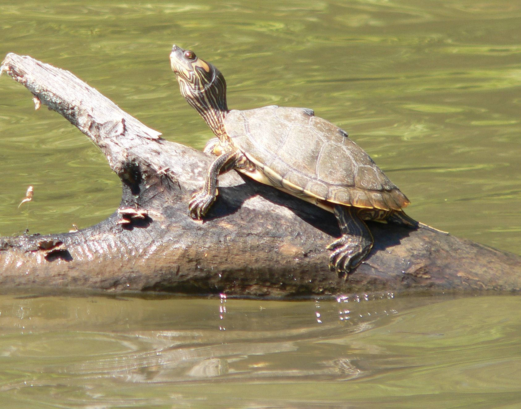 Alabama-kortskildpadde rider på en træstamme Wallpapers