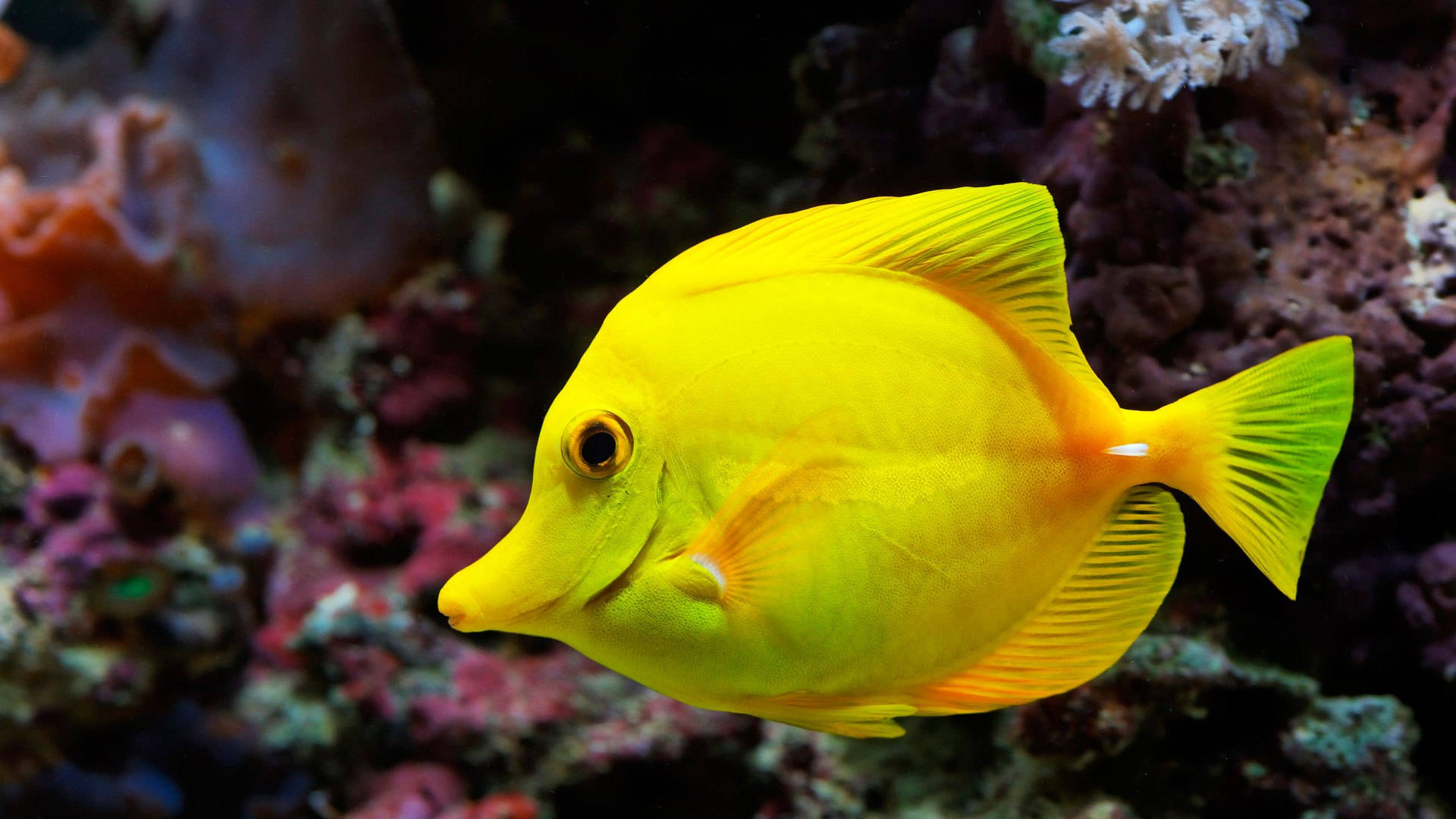 Almindelig gul cool fisk Wallpapers