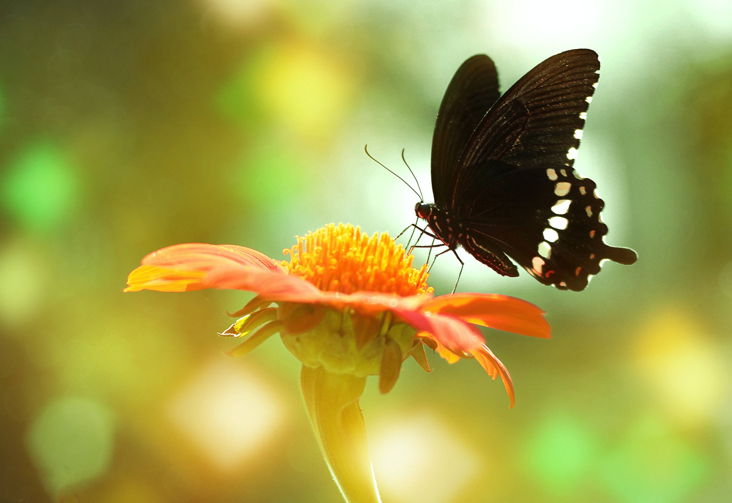 Almindelig Mormon-sommerfugl på blomst Wallpapers