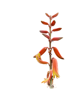Aloe Vera Blomstrende Stilk Wallpapers