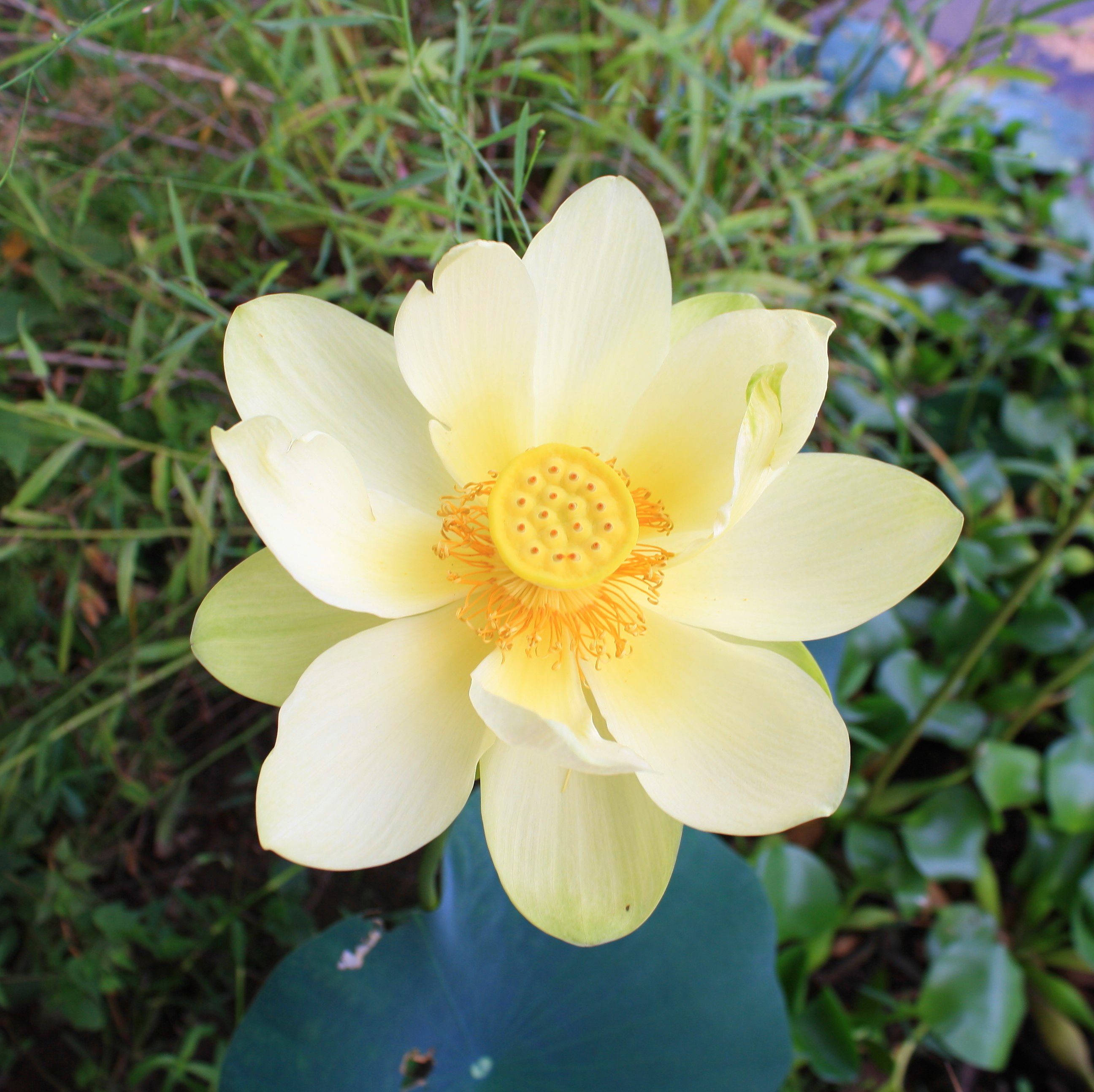 Amerikansk Lotusblomst Wallpapers