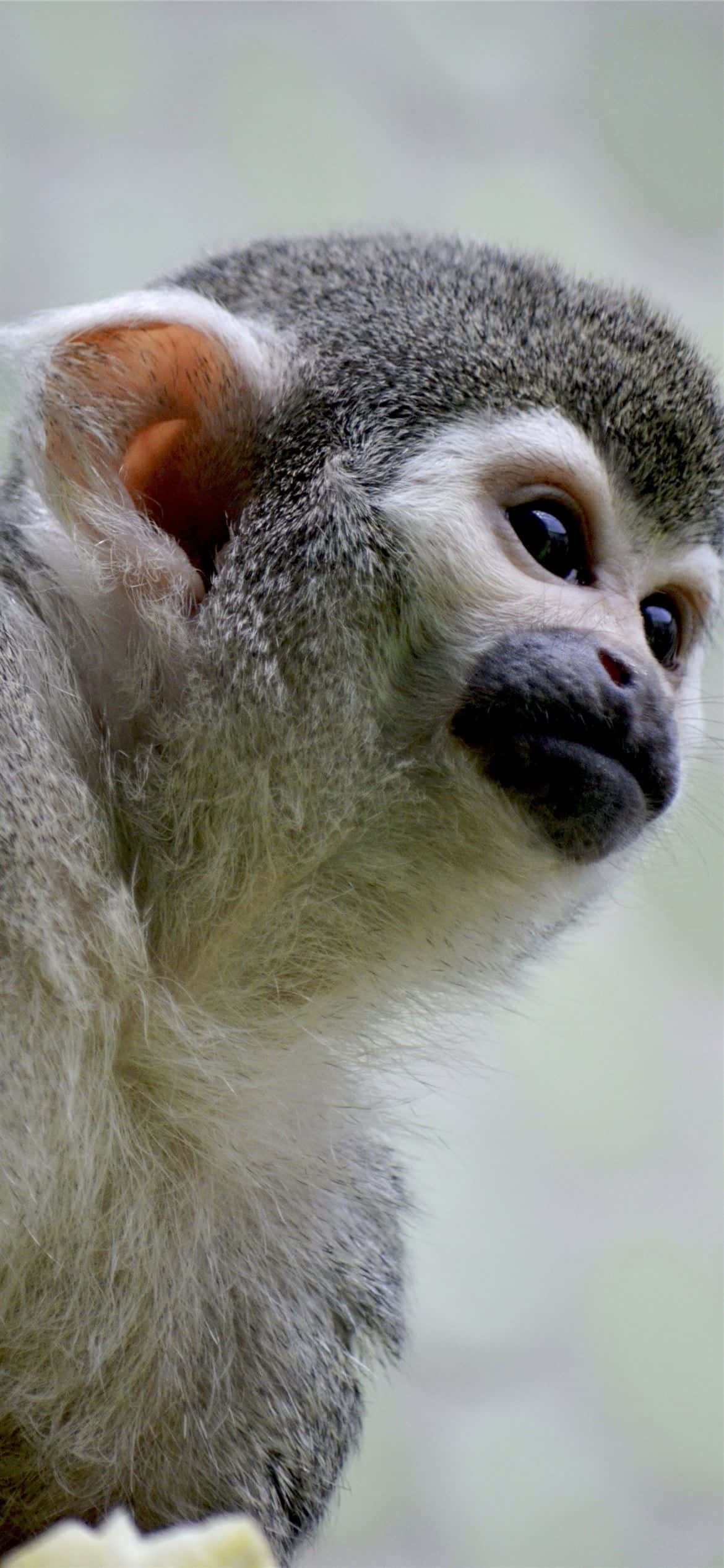 Android Gibbon på en lilla baggrund. Wallpapers