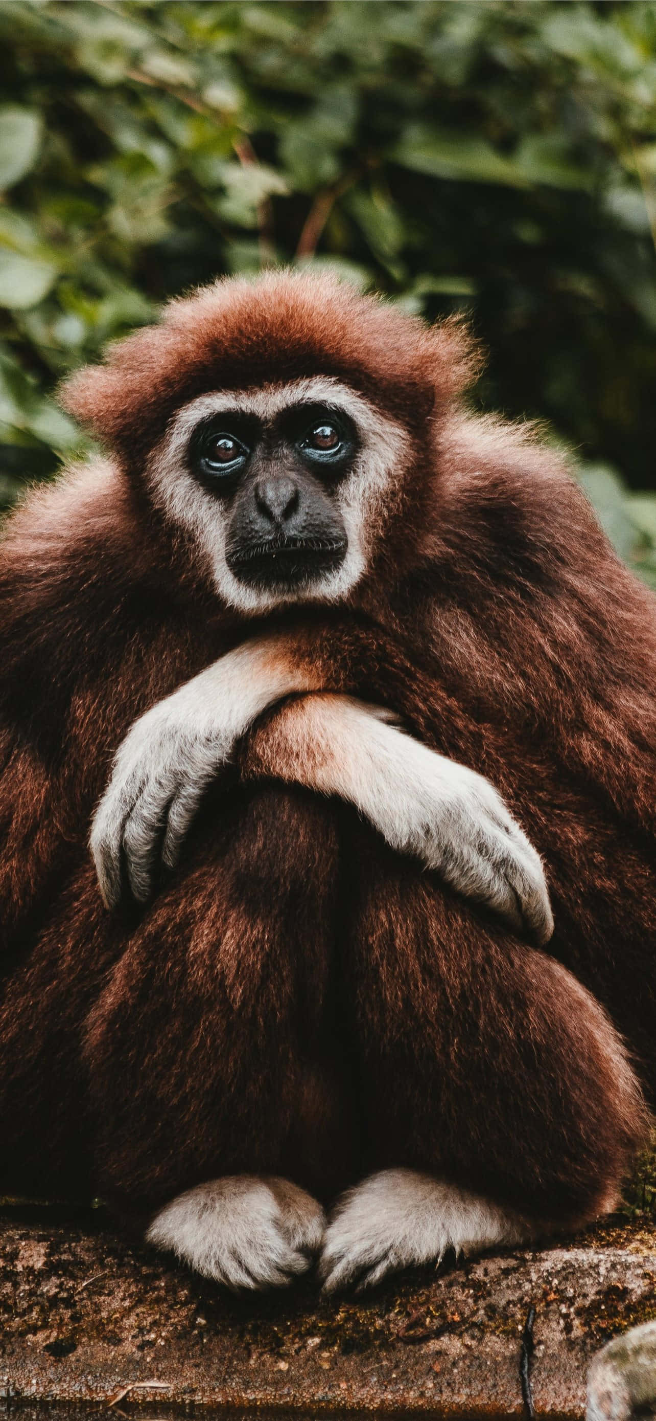 Android Gibbon Tager Dig Ind I Fremtidens Mobilteknologi Wallpapers