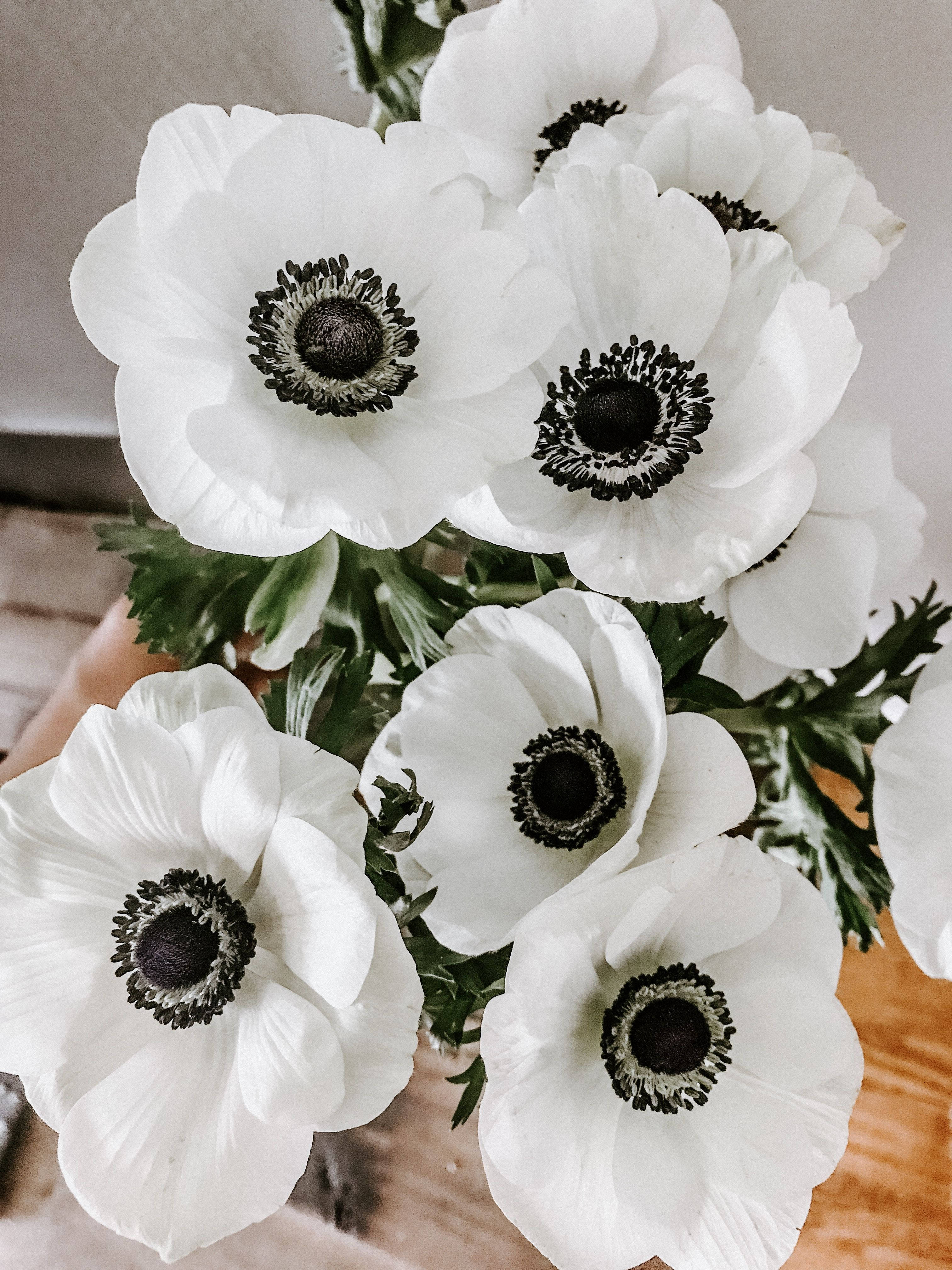 Anemoneblomst i fuldt flor Wallpapers