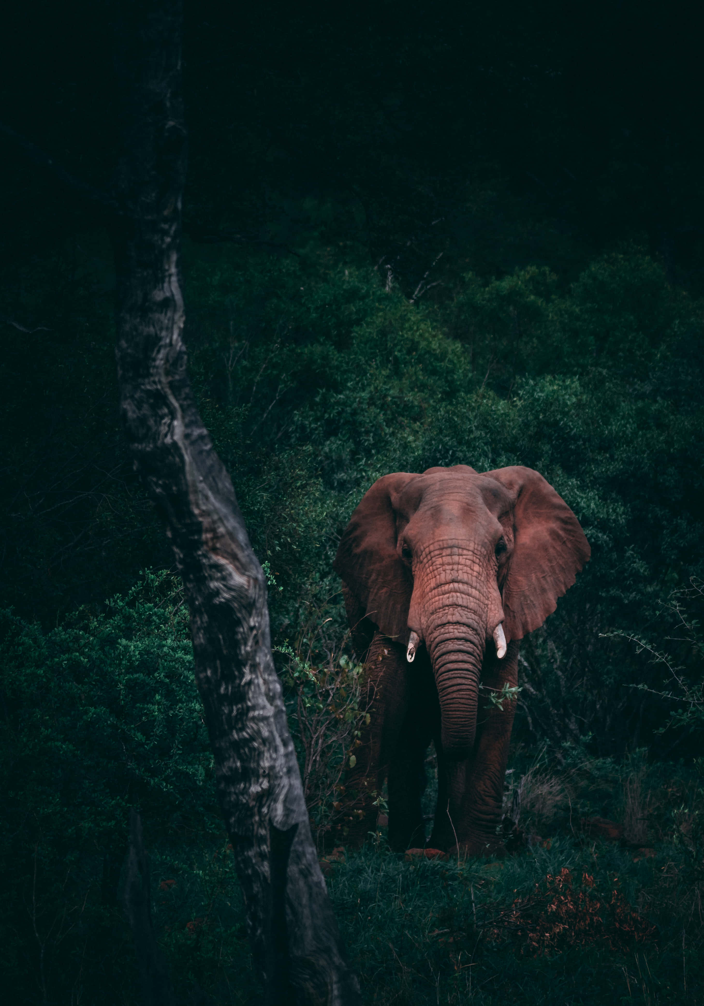 Arbejde på farten med Elephant Laptopen Wallpapers