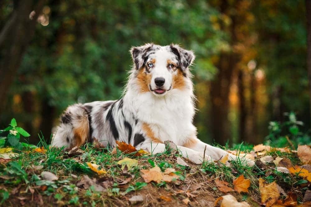 Australsk fårehund i nostalgisk efterårsbillede Wallpapers