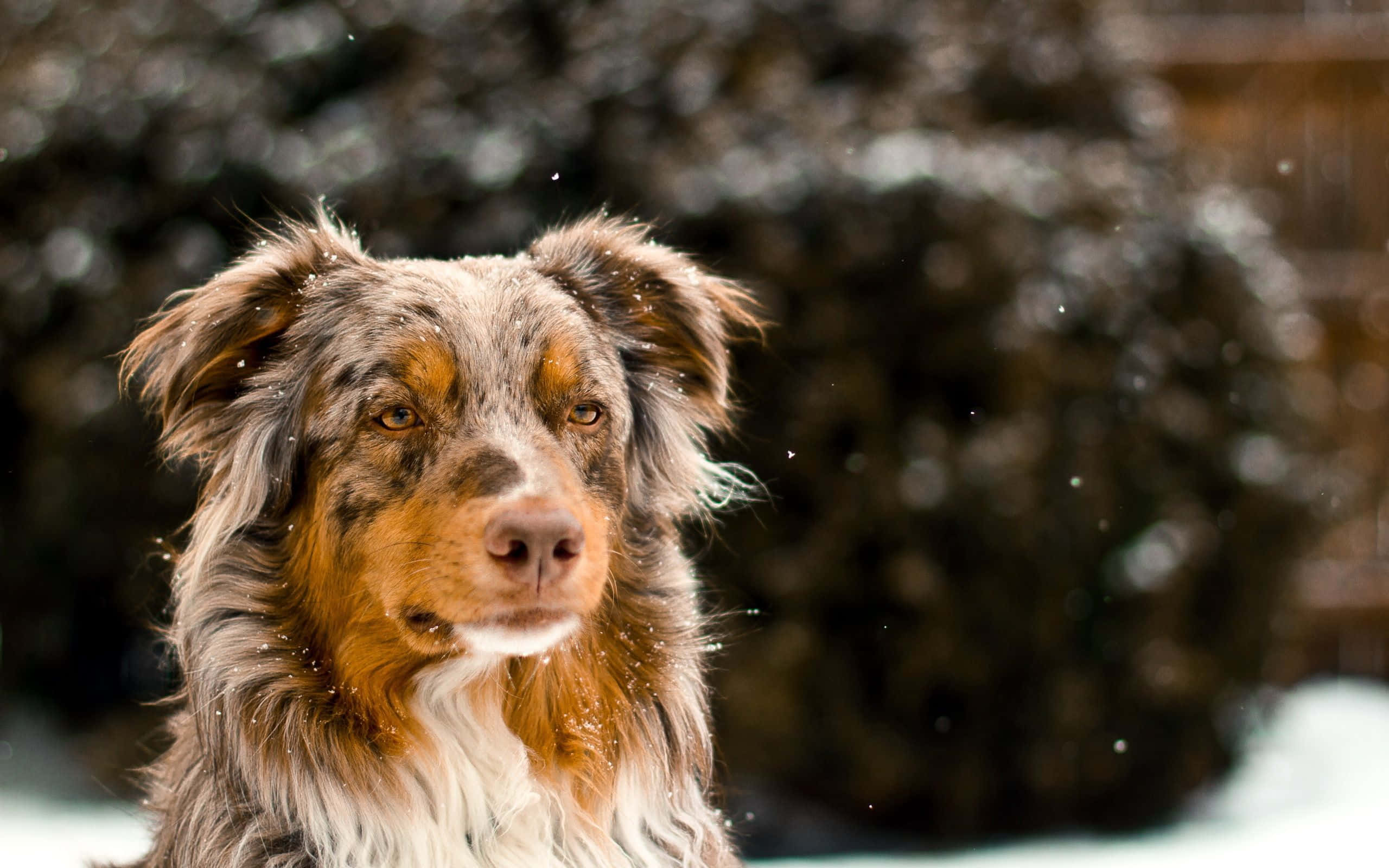 Australsk fårehund i vintersne Wallpapers