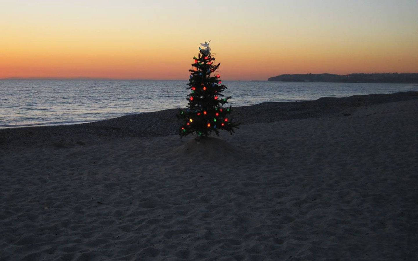 Australsk juletræ på stranden Wallpapers