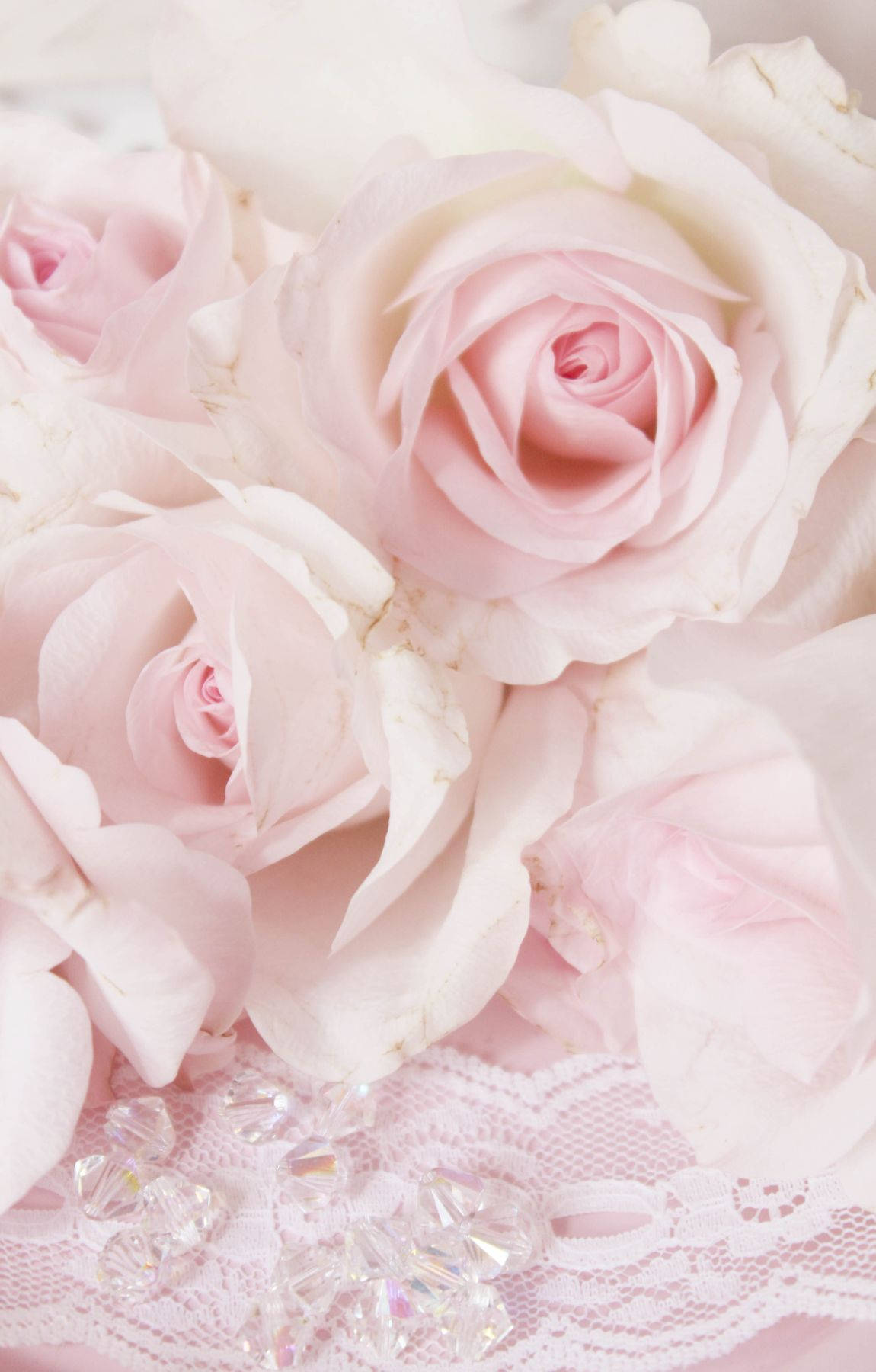 Baby Pinke Roser Wallpapers
