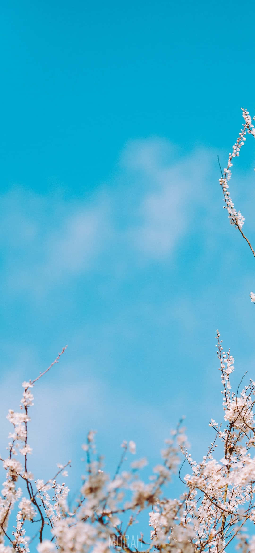 Babyblå Lyseblå Æstetiske Hvide Blomster Wallpapers