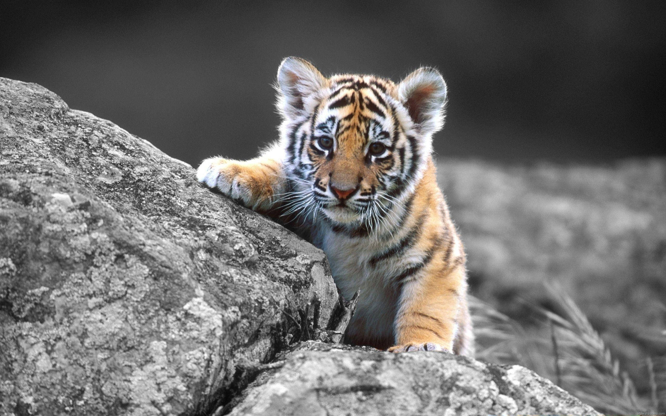 Babytiger i fuld skærm HD skrivebord Wallpapers