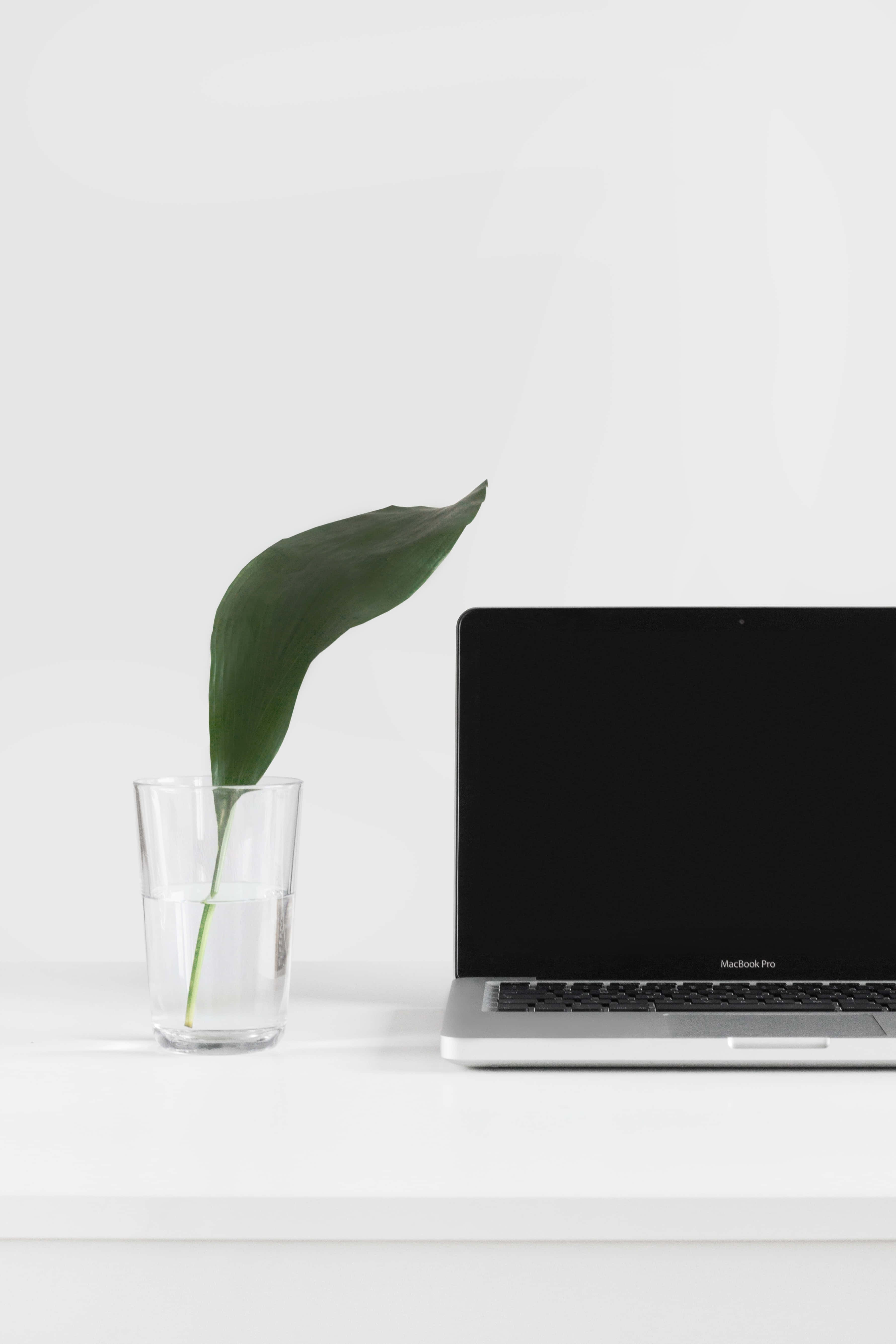 Bærbar computer og blad baggrund Wallpapers