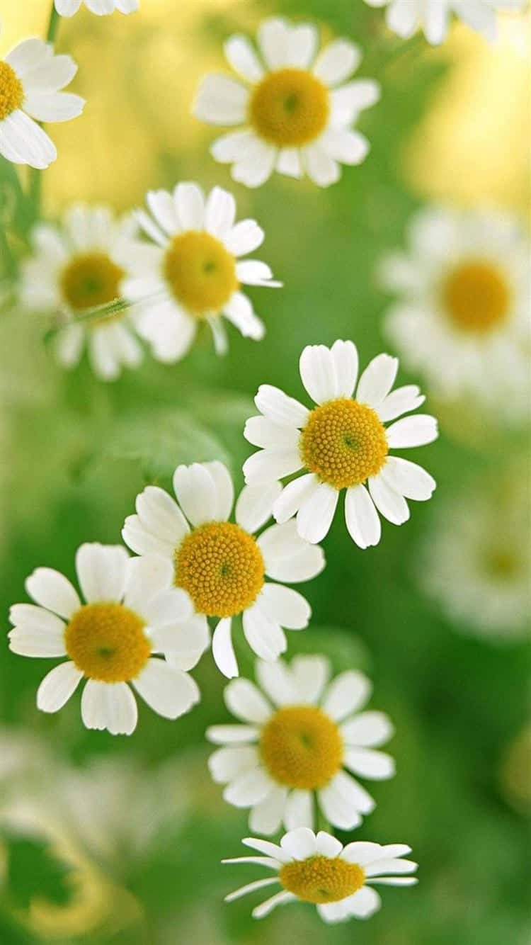 Baggrund med få små margueritter Wallpapers