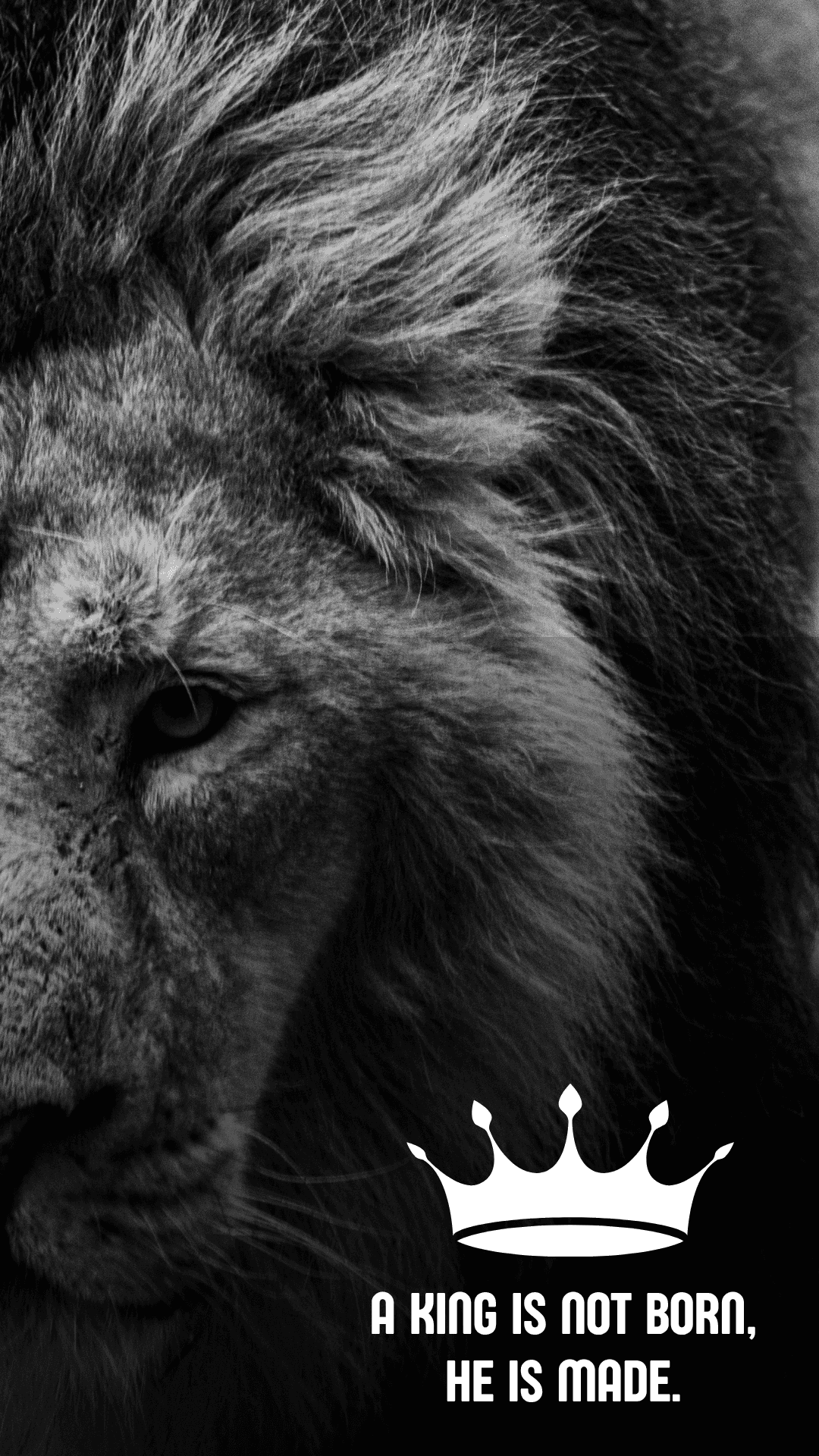 Baggrund med løve Wallpapers