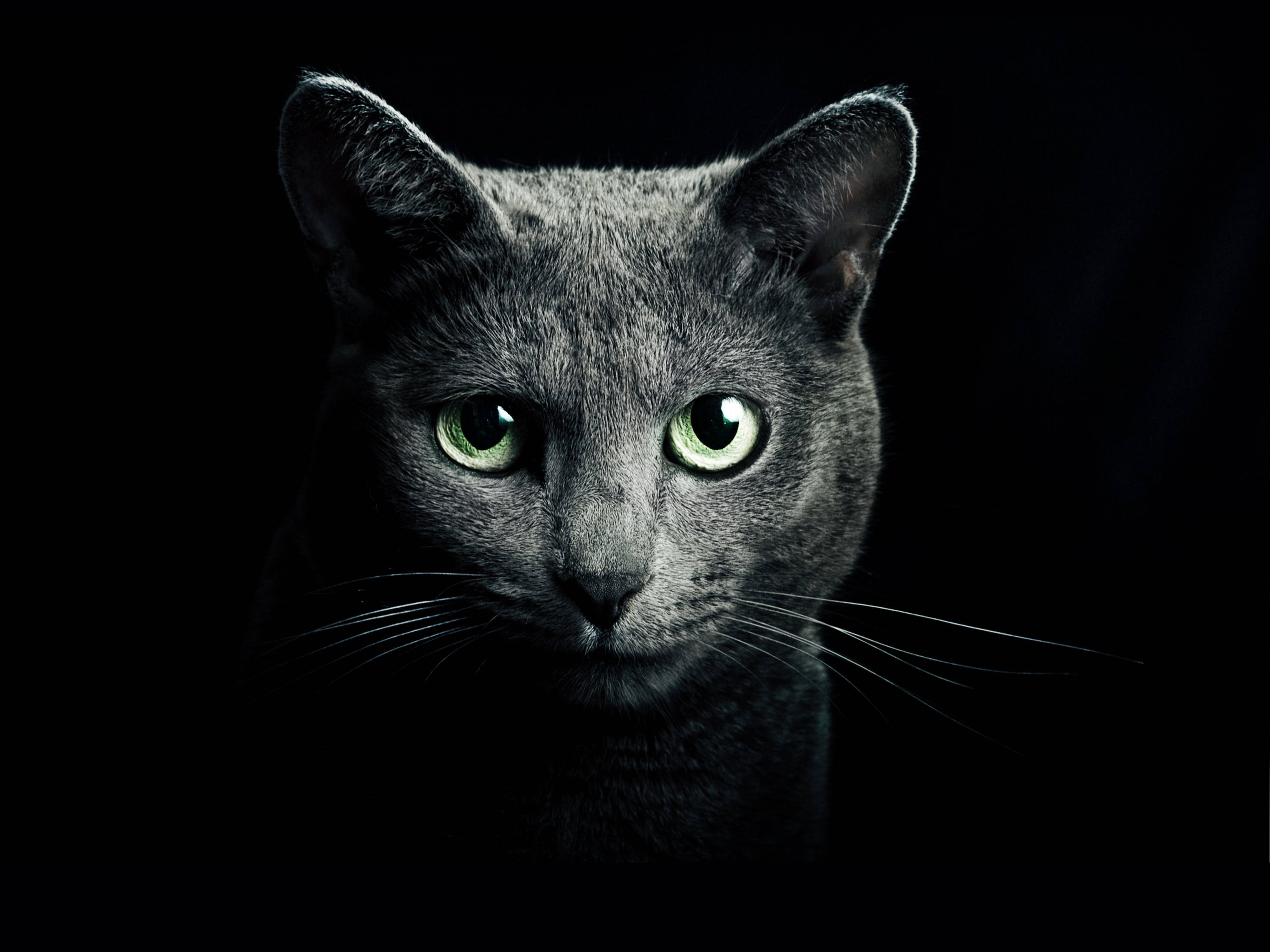 Baggrund sort med russisk blå kat Wallpapers