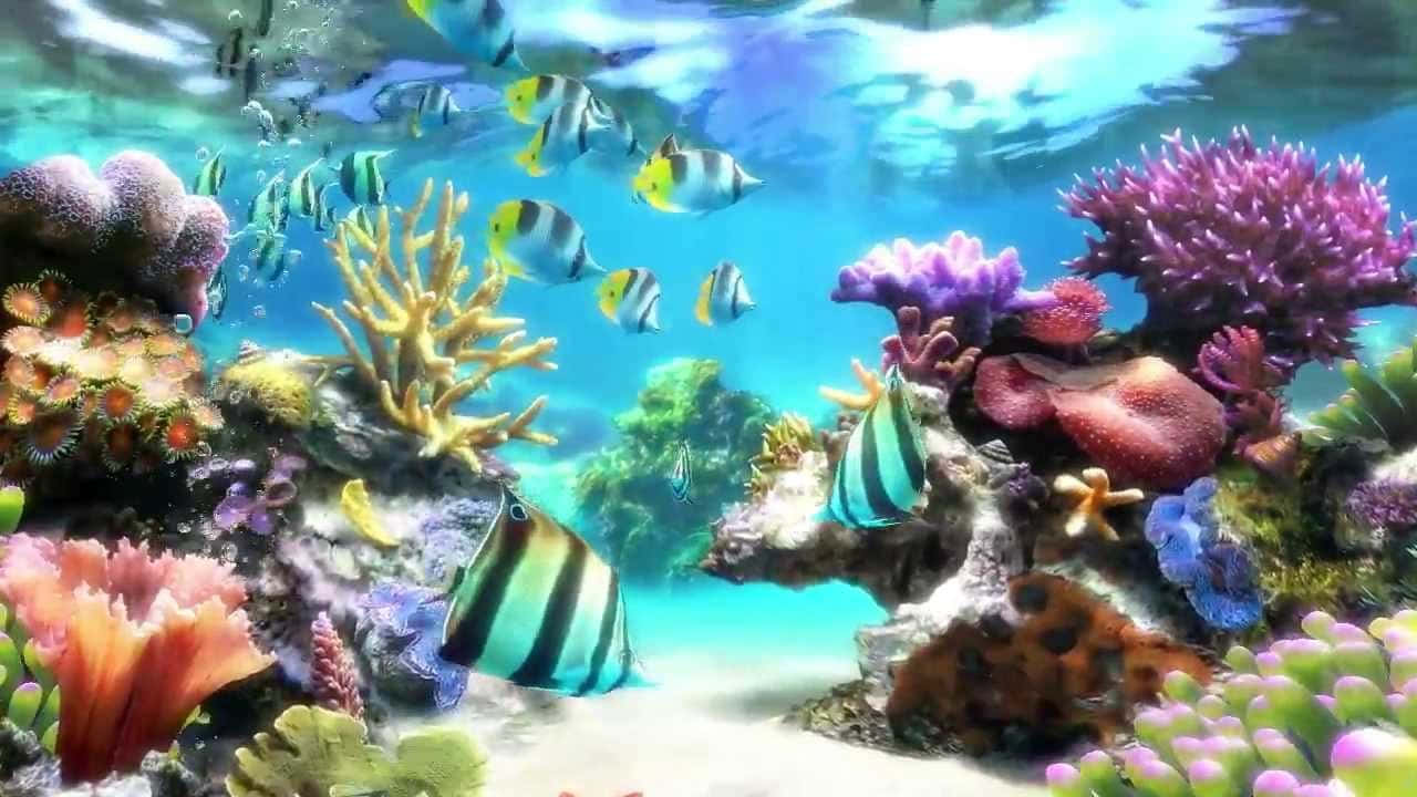 Baggrund til akvarium med kite butterflyfishes Wallpapers