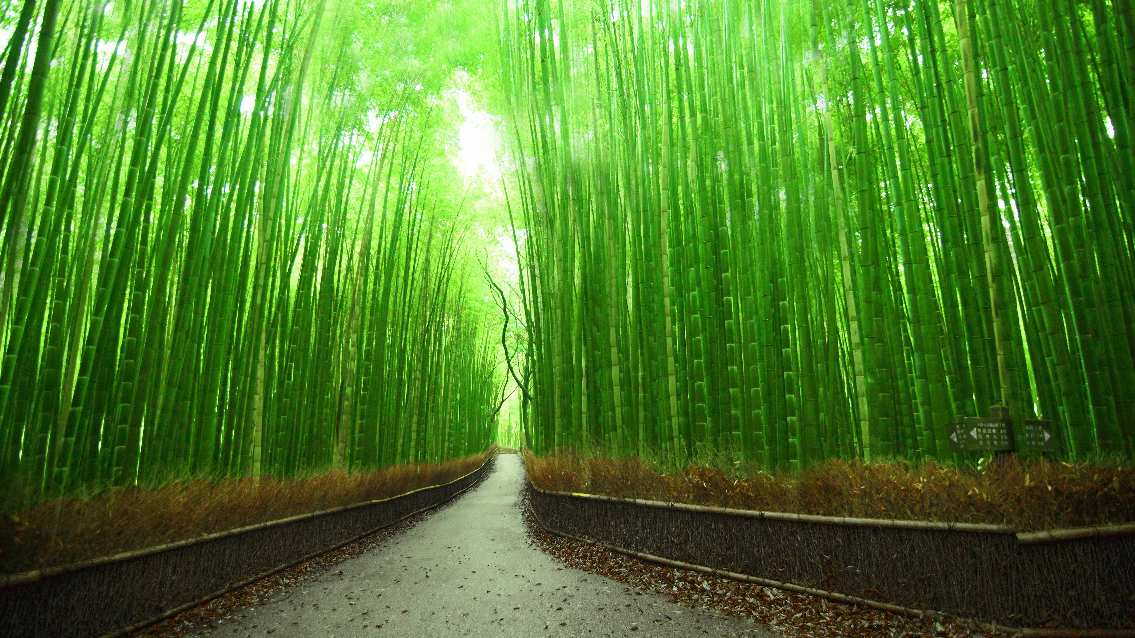 Bambusstien i 4K Kyoto Japan Wallpapers