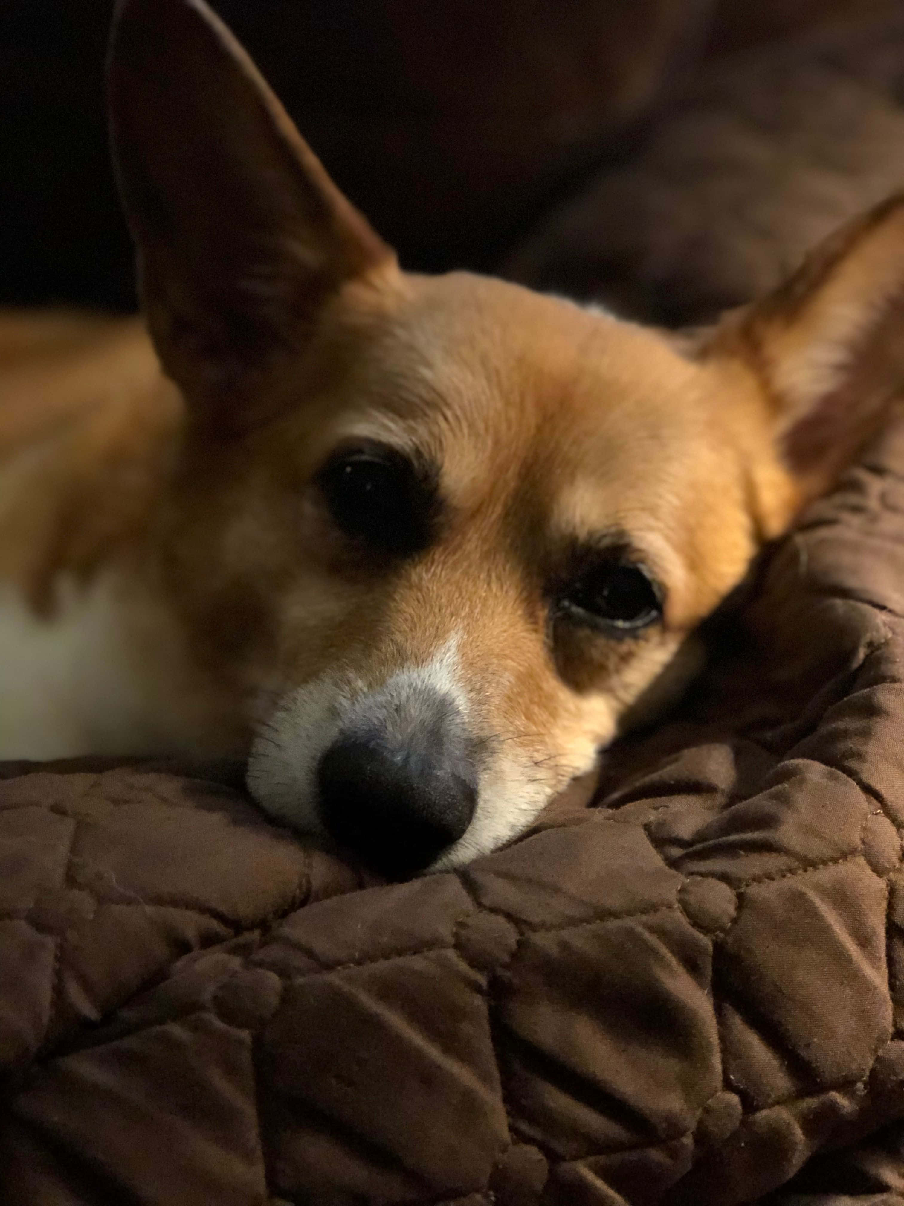 Bare en Corgi, der nyder sommeren Wallpapers