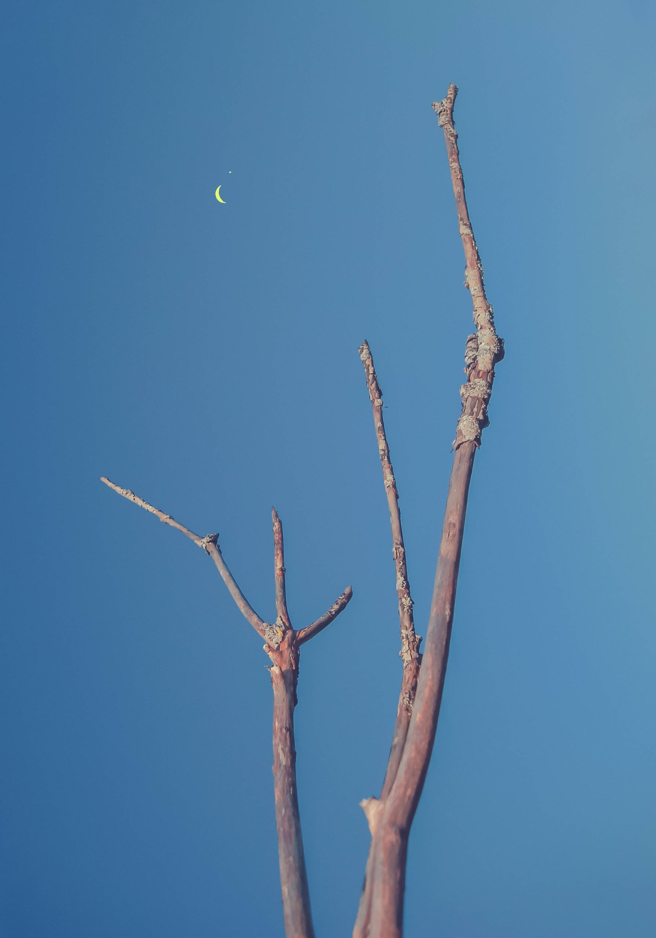 Barren Tree Pointing At Crescent Moon Wallpapers