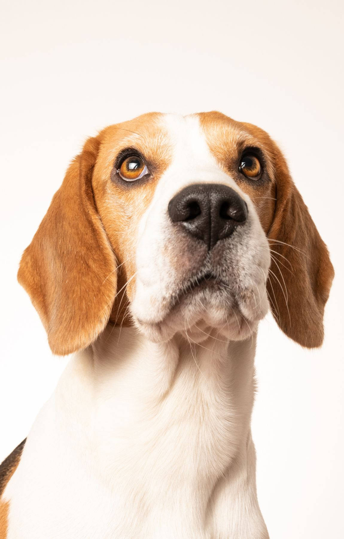 Beaglehund med hagen op Wallpapers
