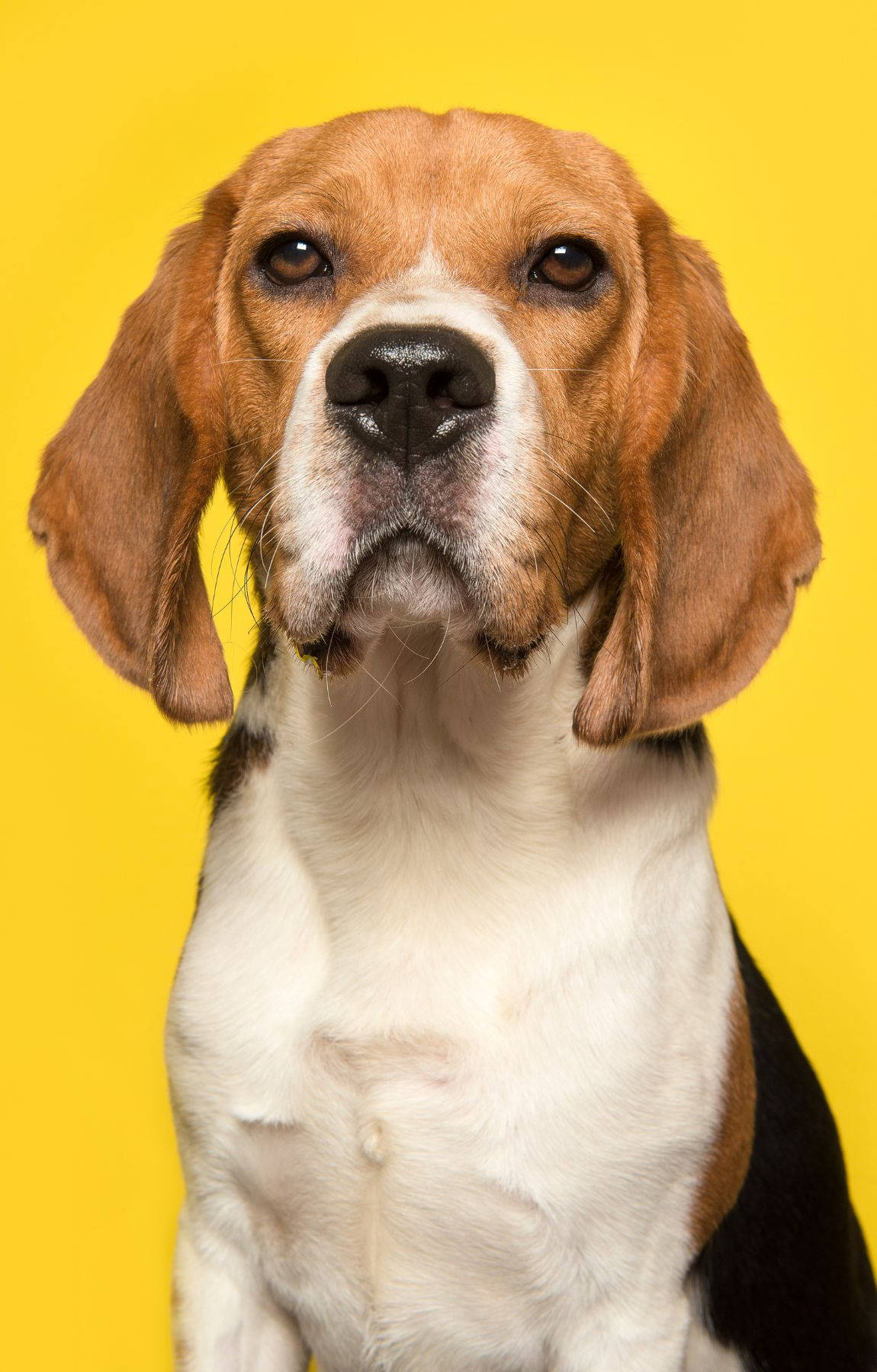 Beaglehund på gul baggrund Wallpapers