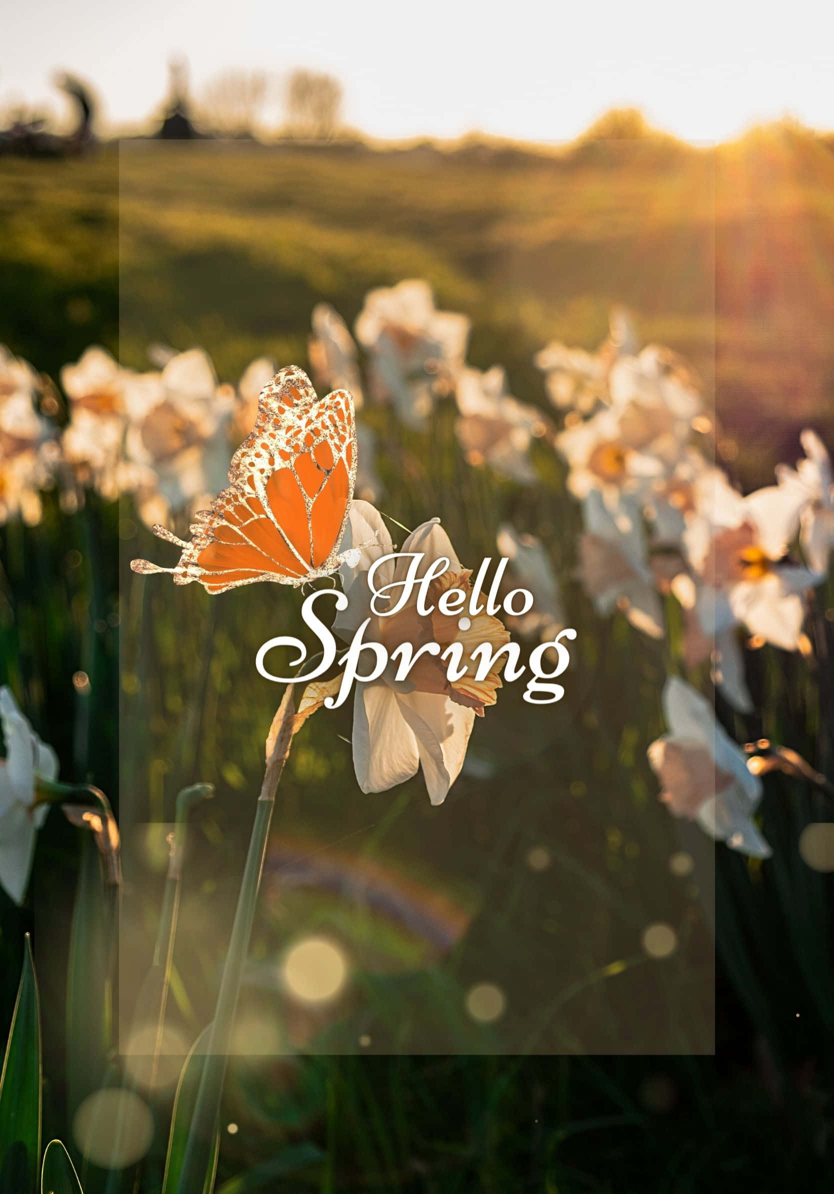 Bedste forårsblomster med sollys baggrund Wallpapers
