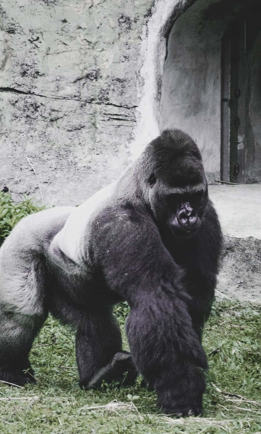 Bedste gorilla mod betonbaggrund Wallpapers