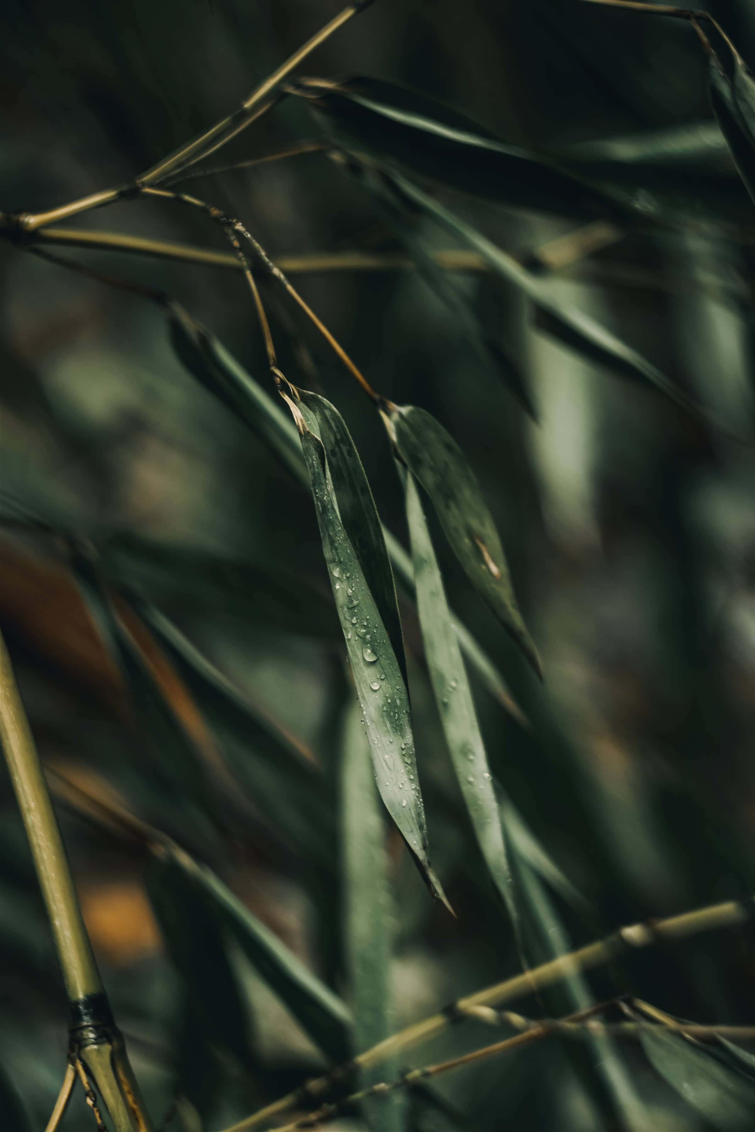 Bedste naturbaggrund med bambusblade Wallpapers