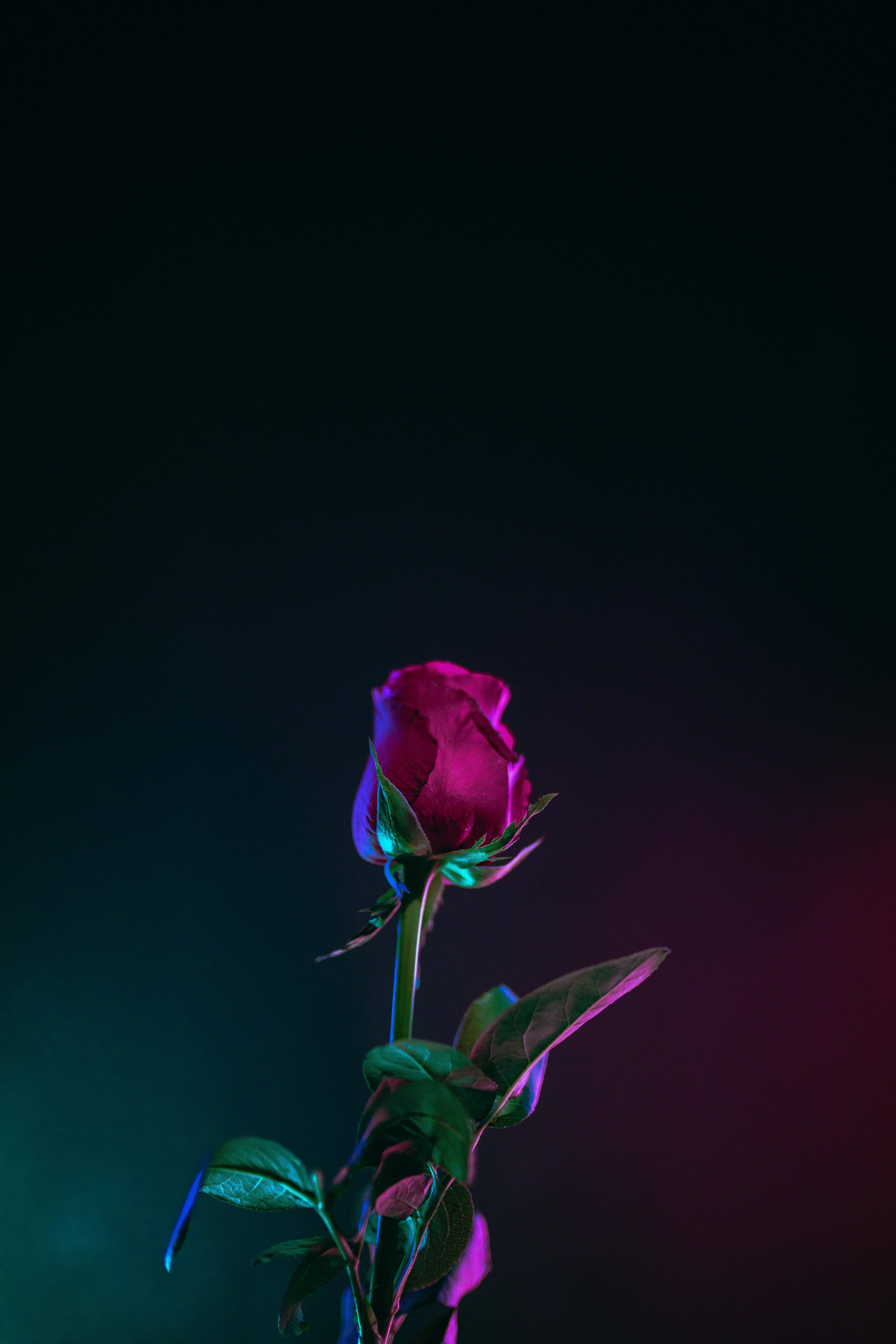 Bedste OLED rosen neon lys Wallpapers