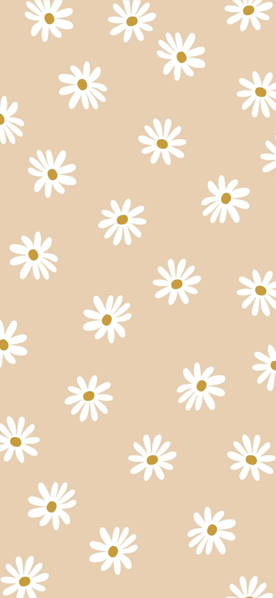 Beige æstetisk telefon med tusindfryd — Æstetisk iPhone Wallpapers