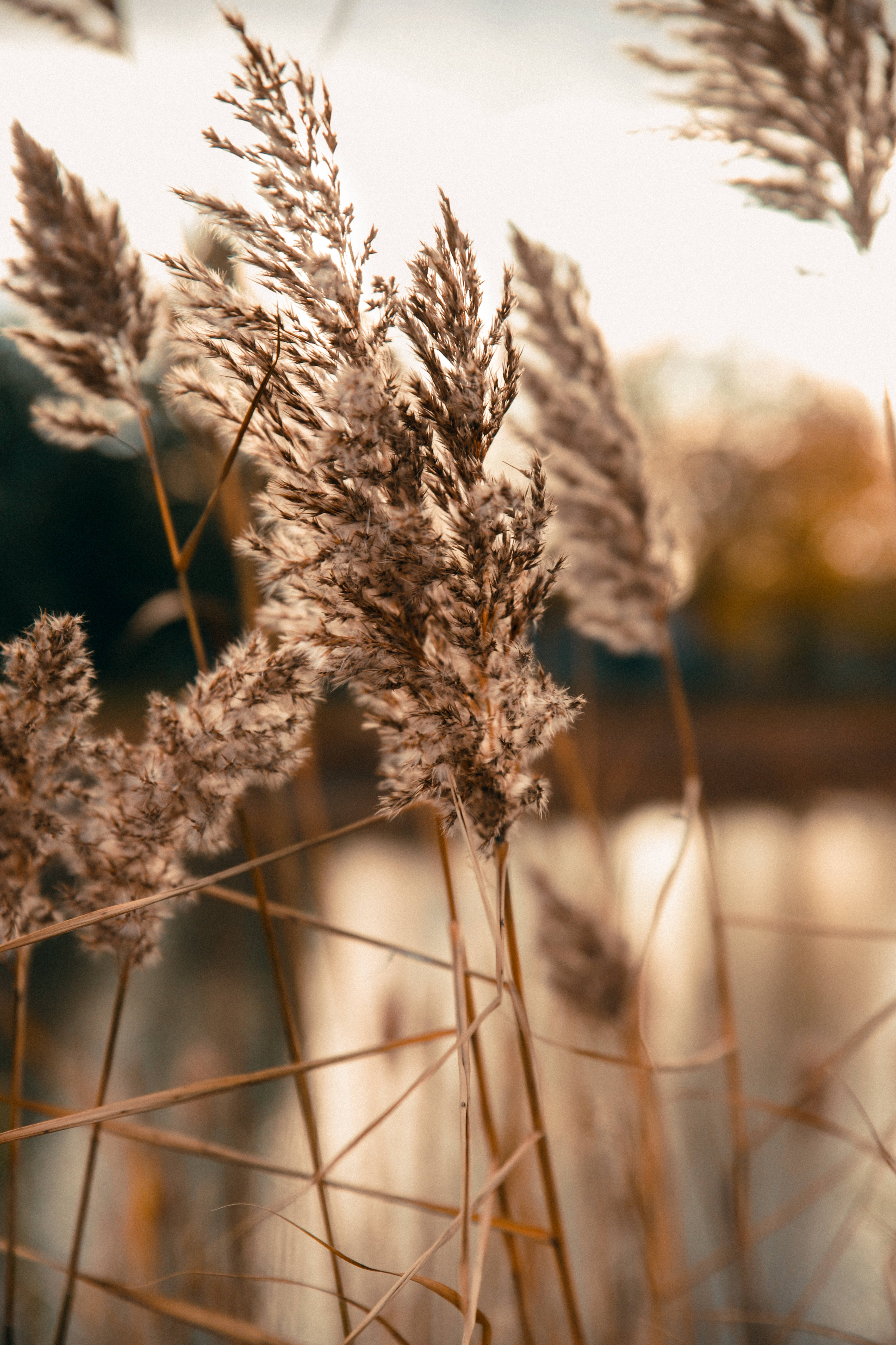 Beige minimalistisk vild græs Wallpapers