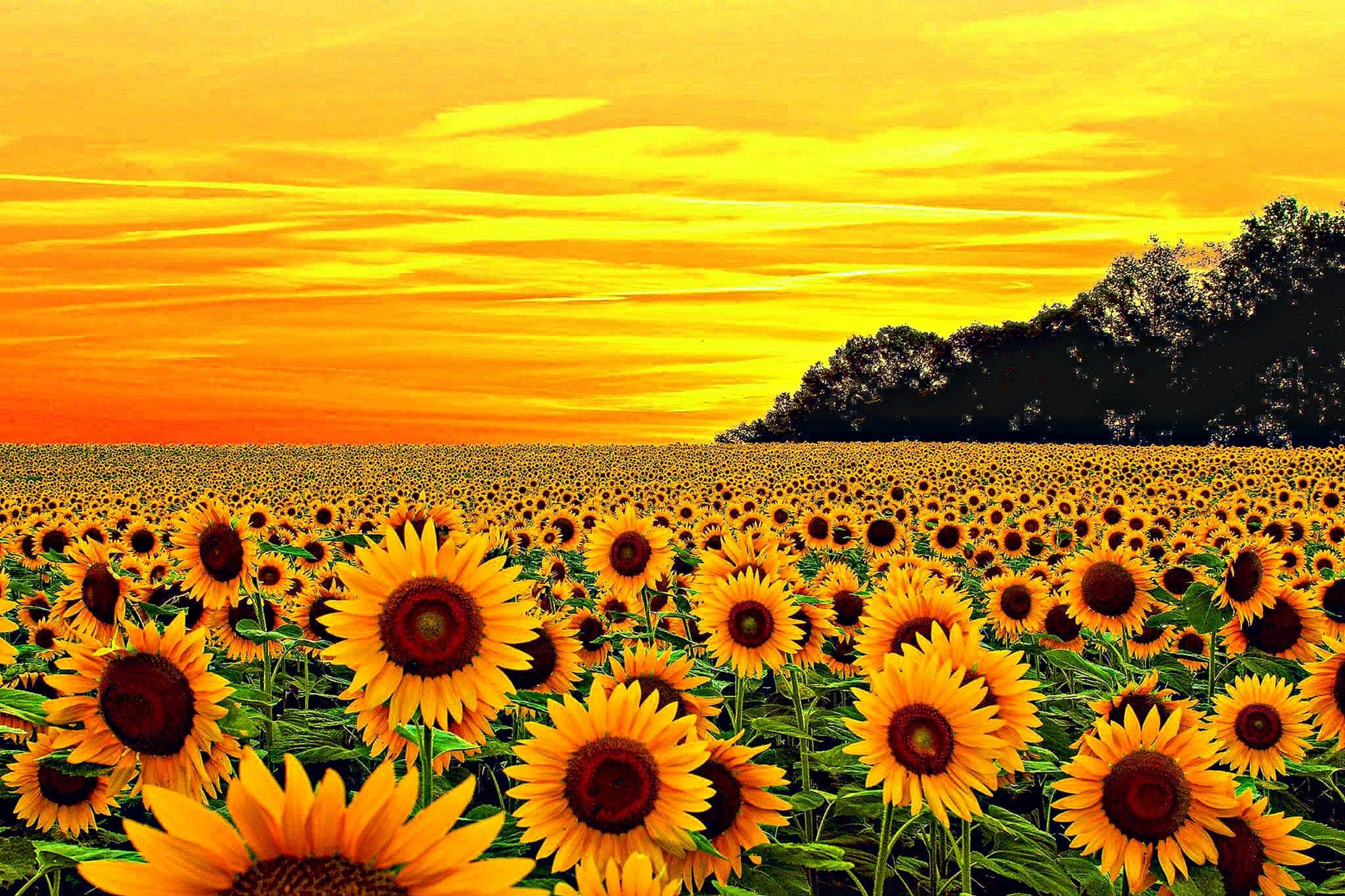 Betagende æstetisk gult billede af blomstrende blomster i den gyldne time Wallpapers